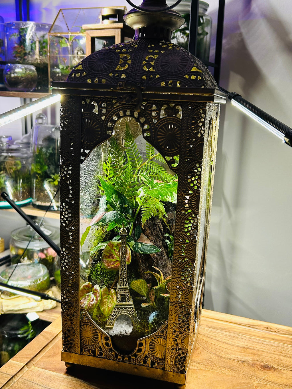 Paris in Bloom/Turkish  Lantern Open Terrarium