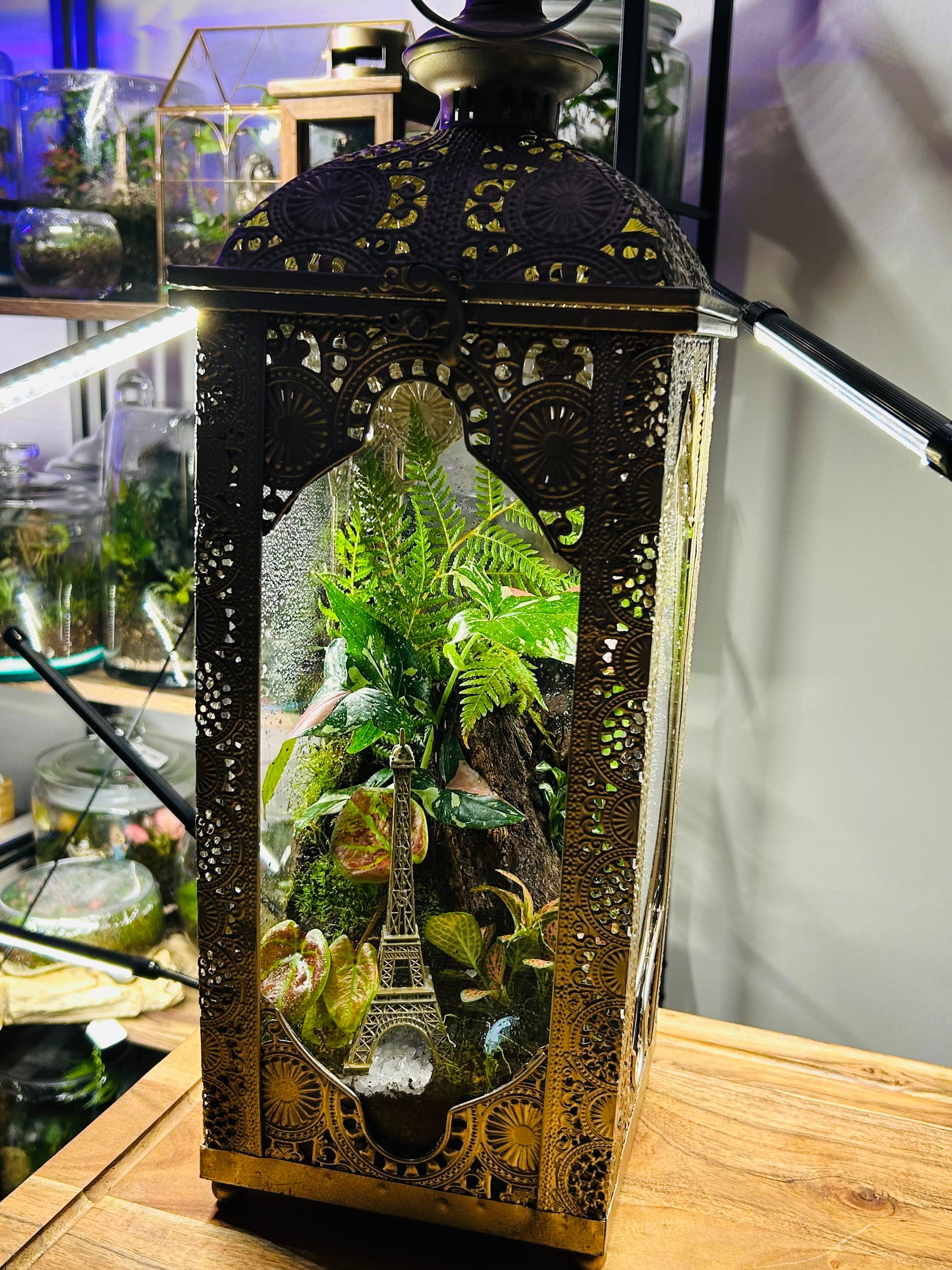 Paris in Bloom/Turkish  Lantern Open Terrarium