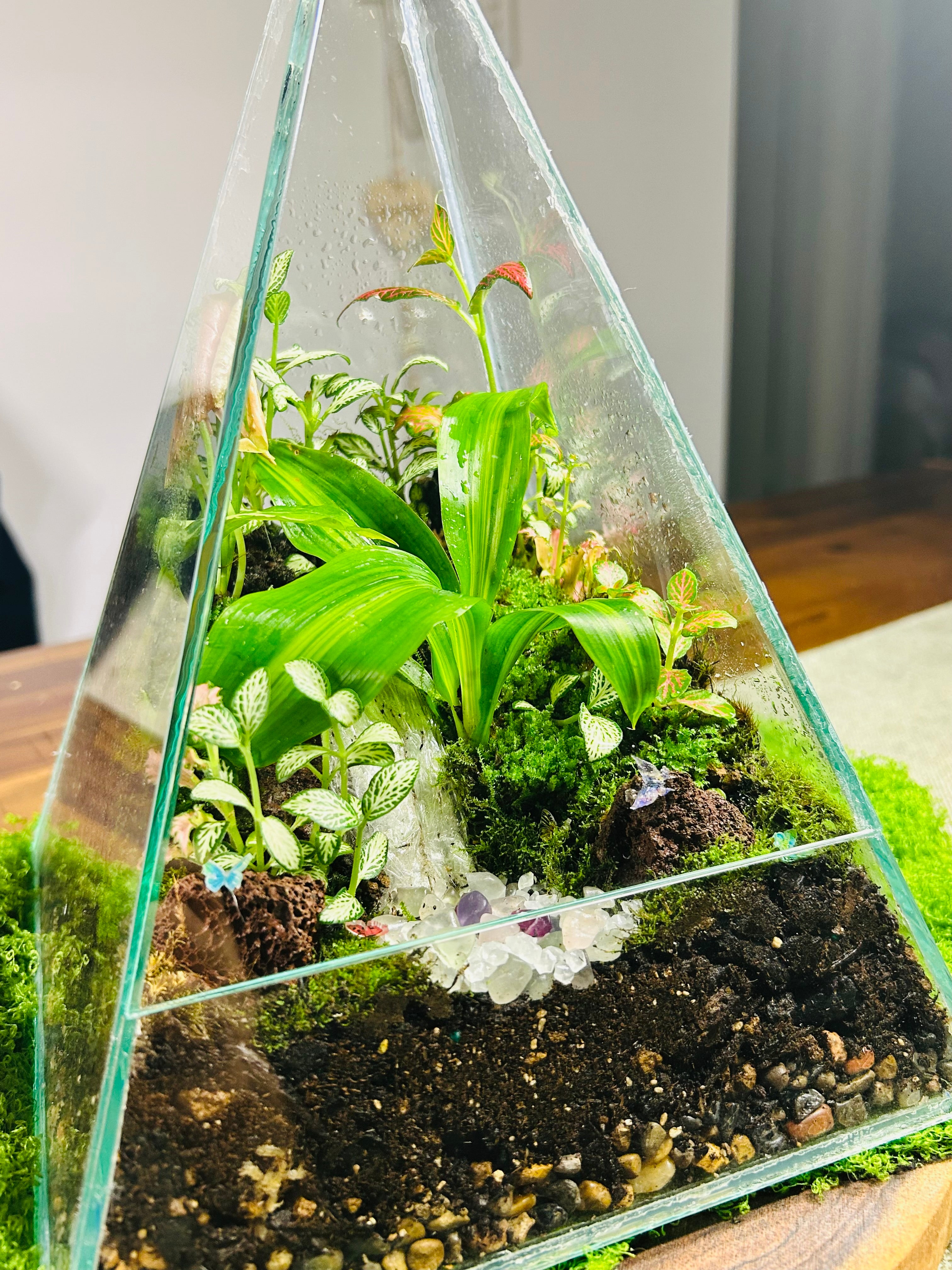 Custom Terrarium – Designed Just for You