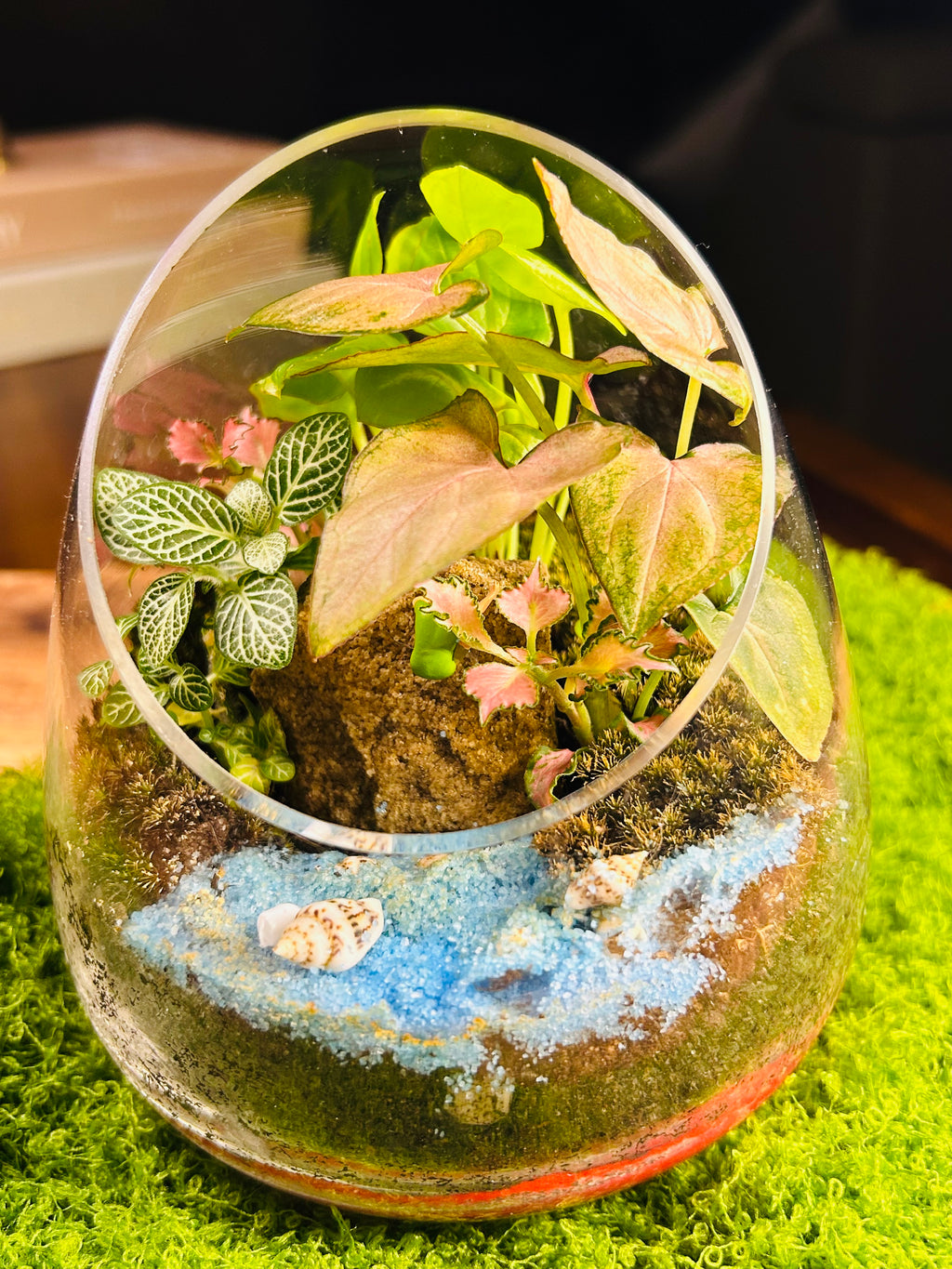Mini Terrarium with Rock Climber, Fittonia & Moss