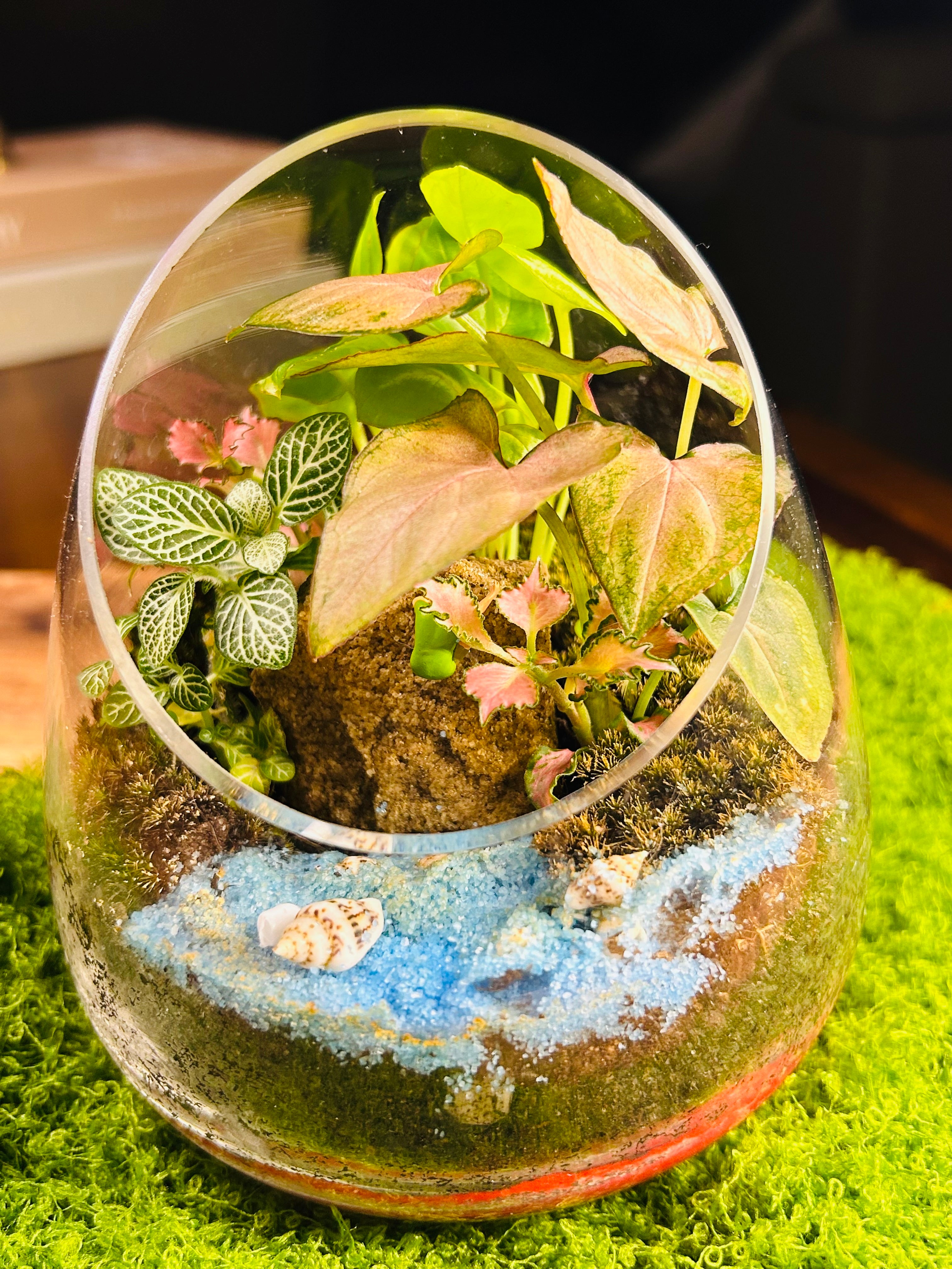 Mini Terrarium with Rock Climber, Fittonia & Moss