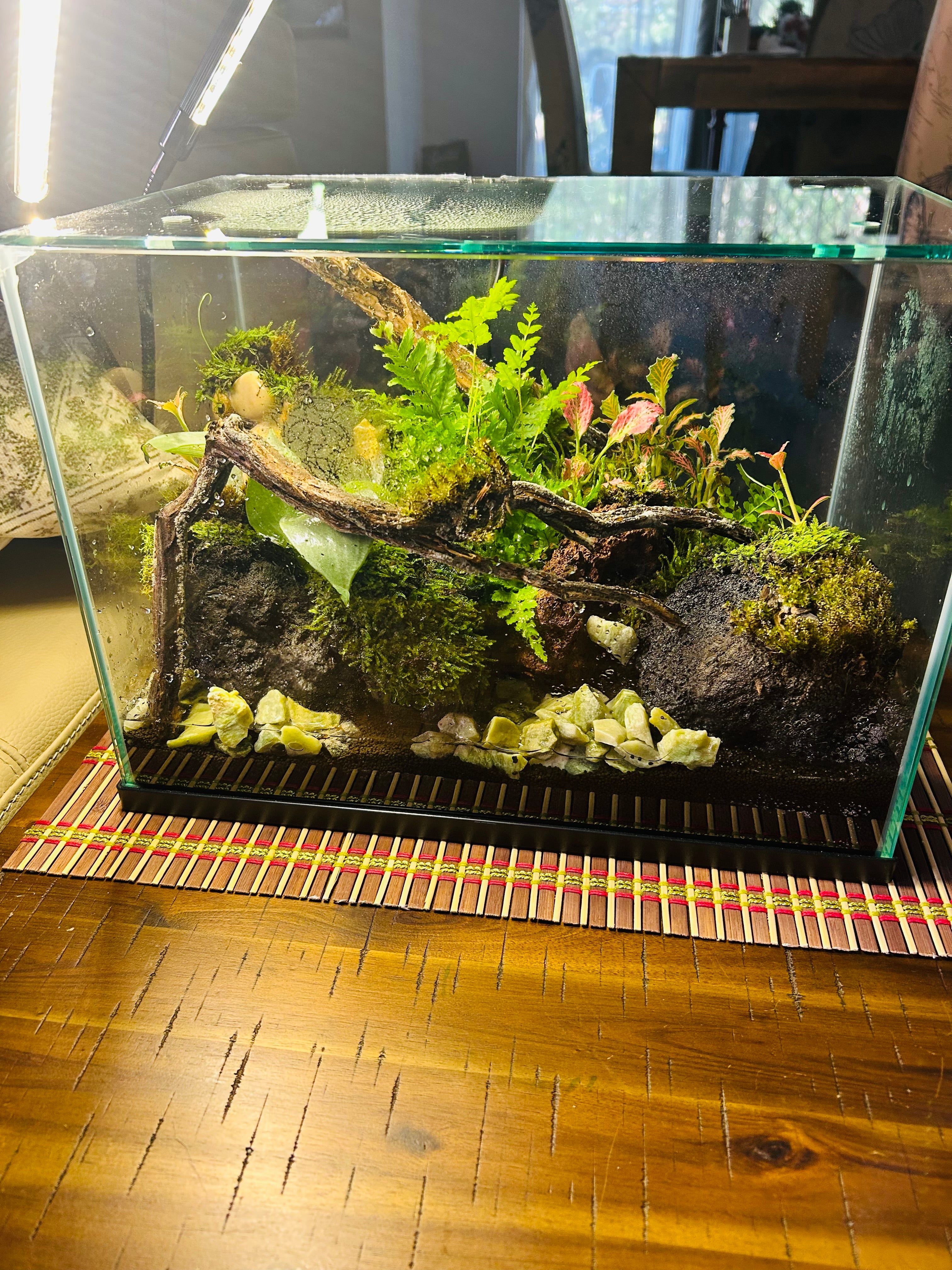Handmade Waterfall Forest Terrarium with Live Moss, Ferns & Natural Driftwood | Unique Indoor Miniature Landscape