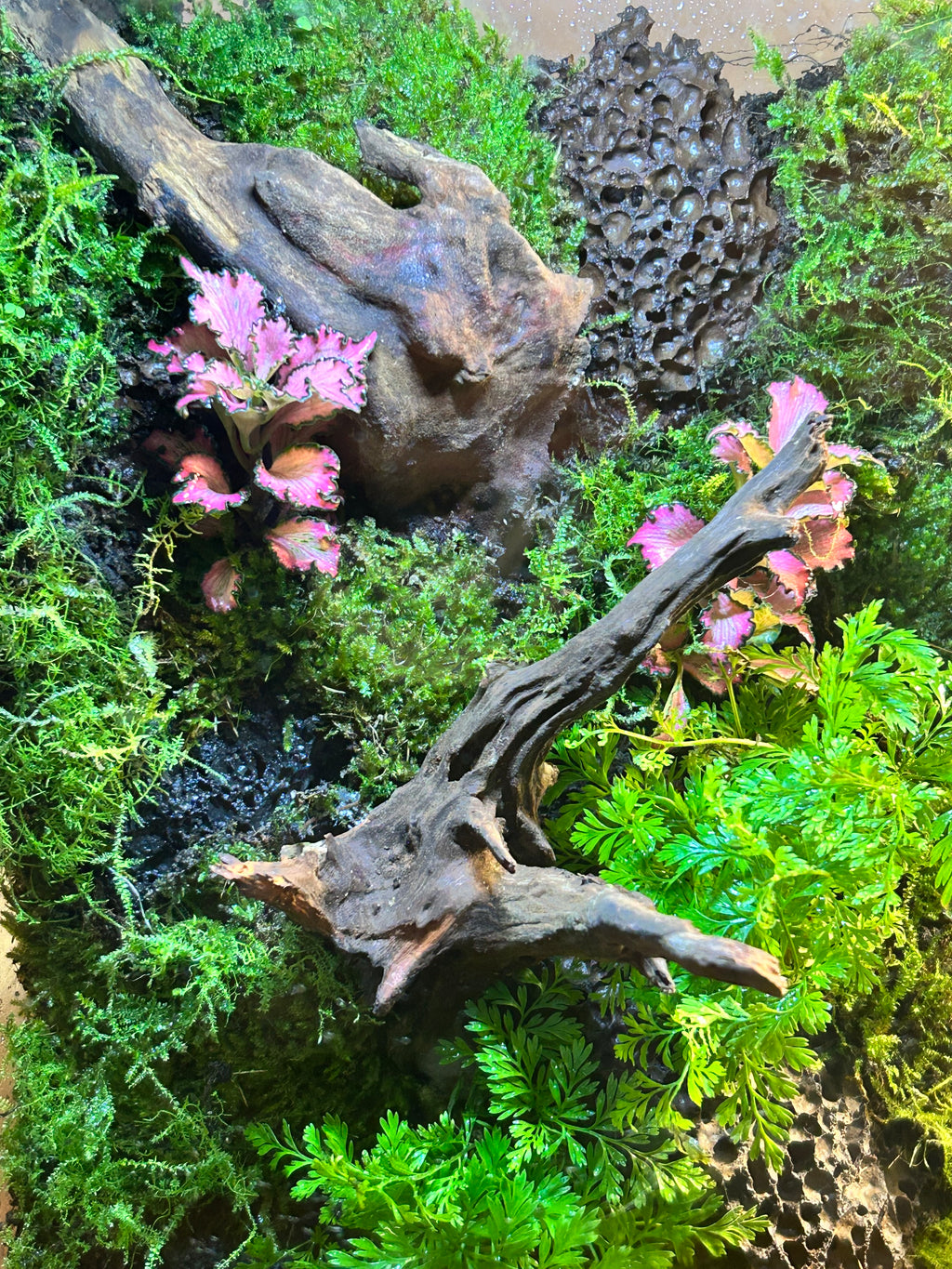 Second Life — Vertical Living Terrarium