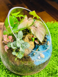 Mini Terrarium with Rock Climber, Fittonia & Moss