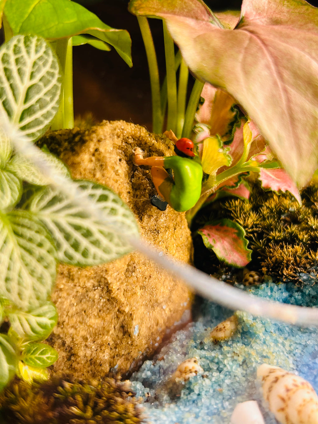 Mini Terrarium with Rock Climber, Fittonia & Moss