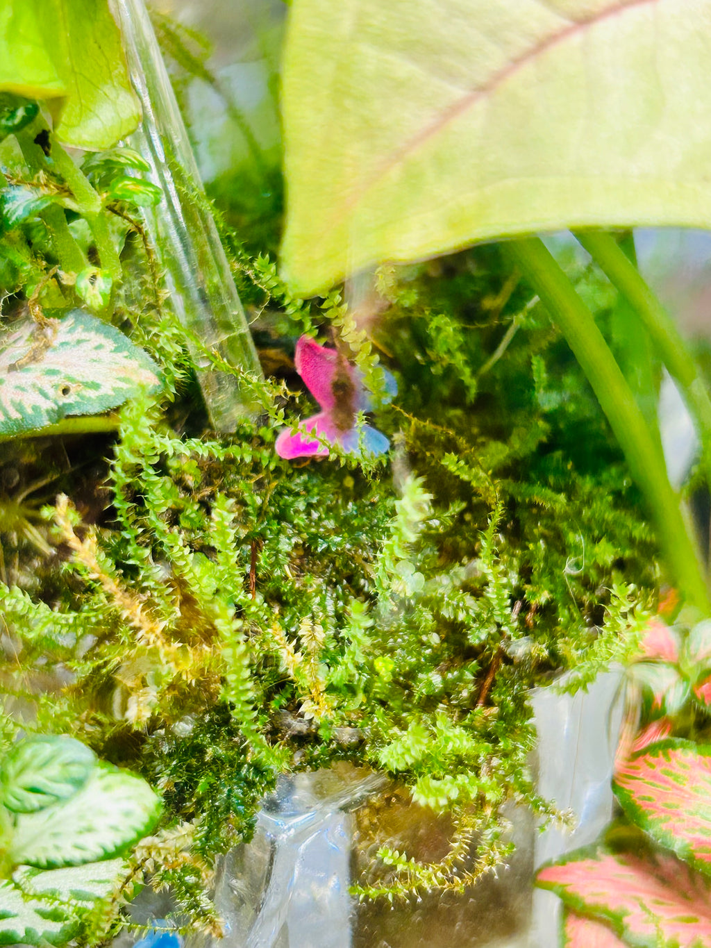 Piano Terrarium-Antique Limoges Vase Miniature Garden Handmade Gift Sydney