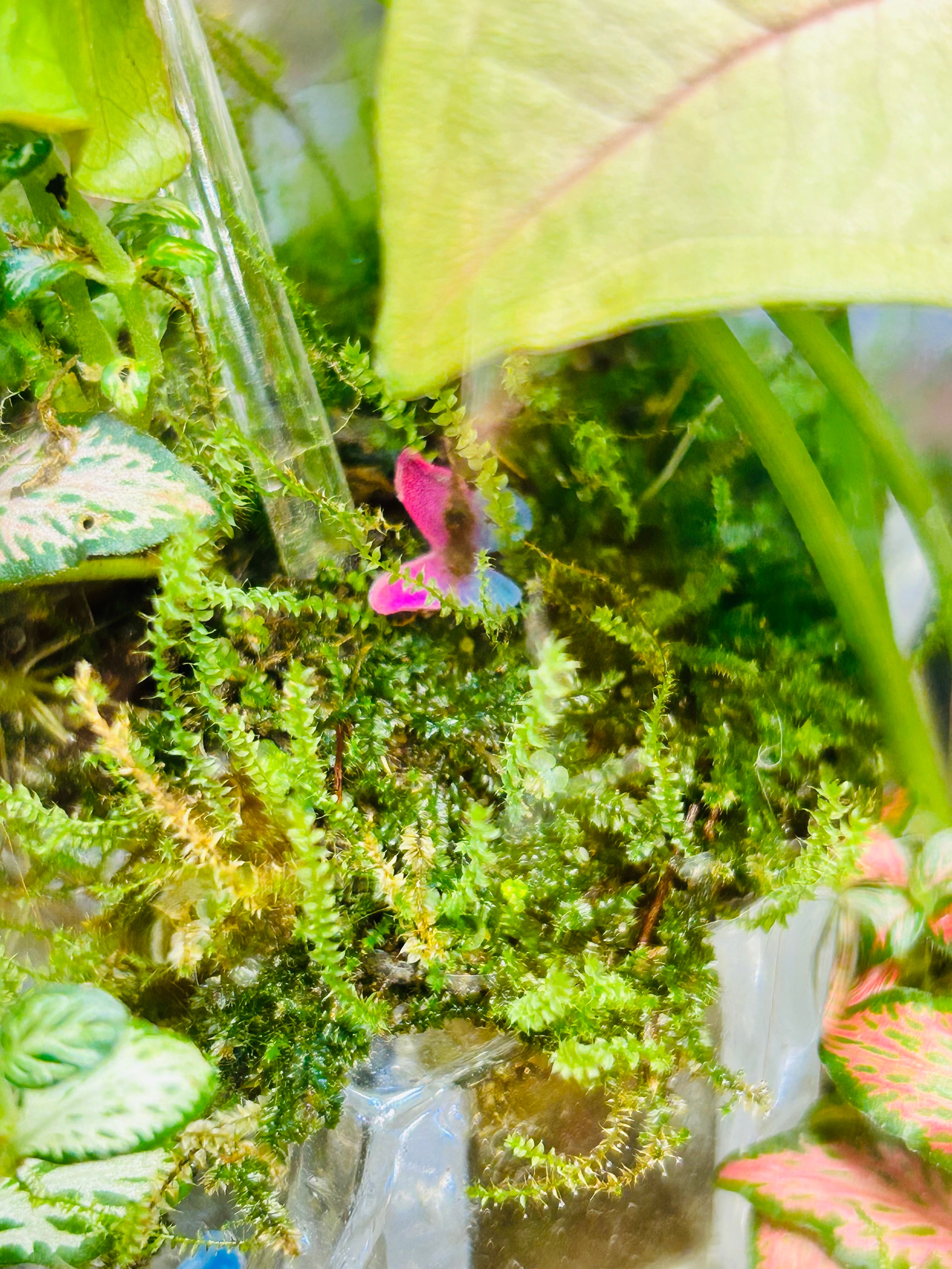 Piano Terrarium-Antique Limoges Vase Miniature Garden Handmade Gift Sydney