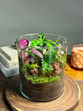 The Summit – Living Adventure Terrarium