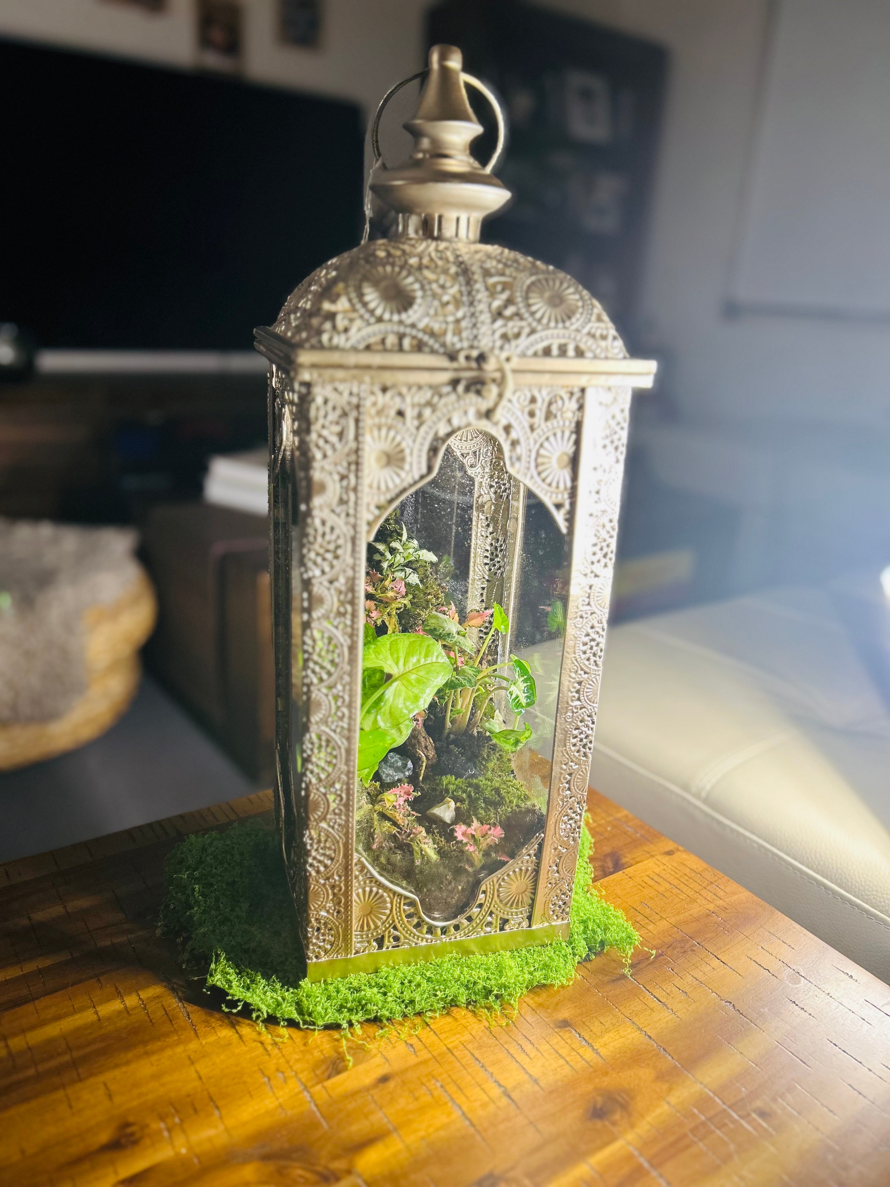 Whispers of the Hill/Turkish Lantern Terrarium