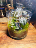 Vintage Shoe Terrarium