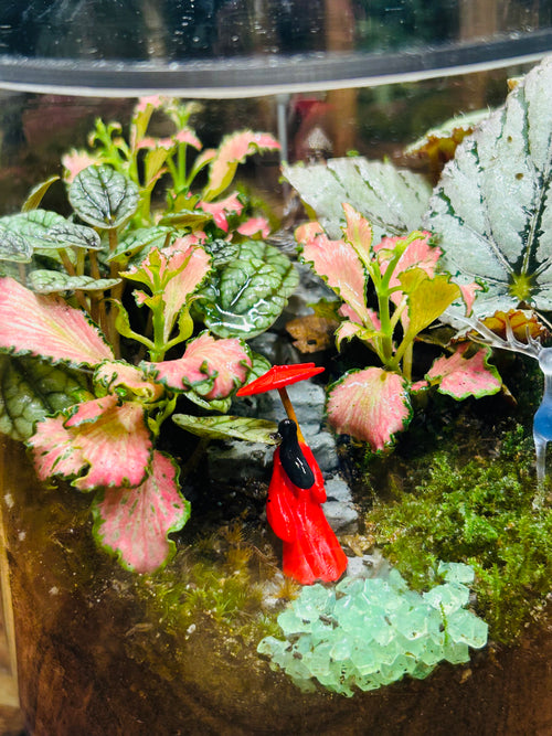 Buddha Terrarium- Lady In Red Miniature Garden with Glowing Effect Sydney