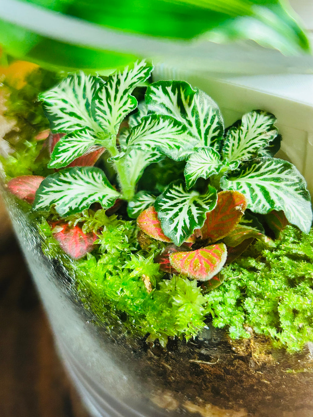The Palace Garden | Taj Mahal-Inspired Terrarium