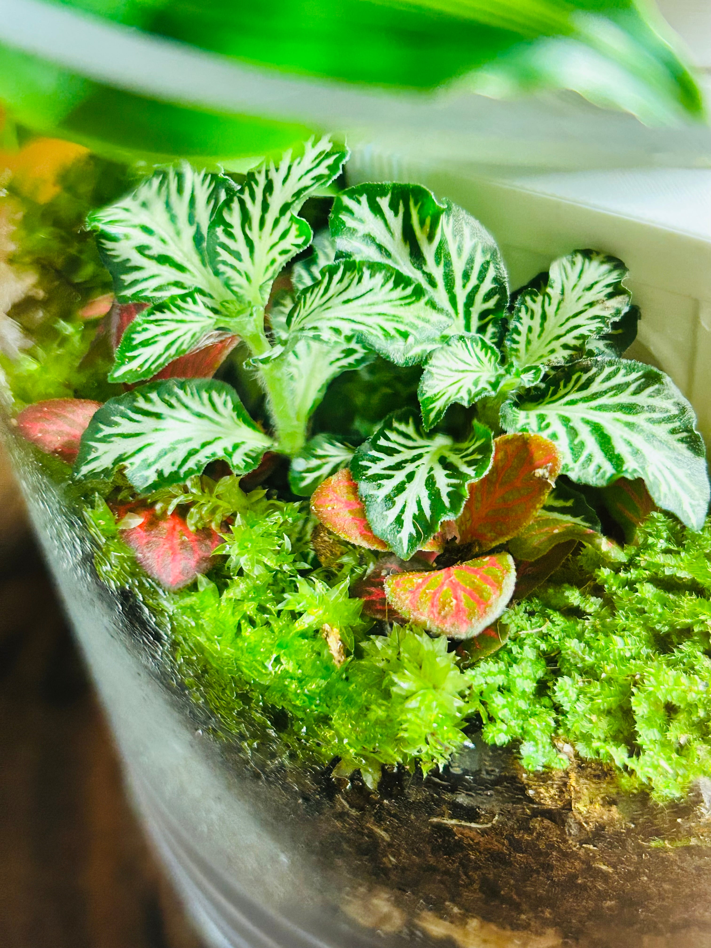 The Palace Garden | Taj Mahal-Inspired Terrarium