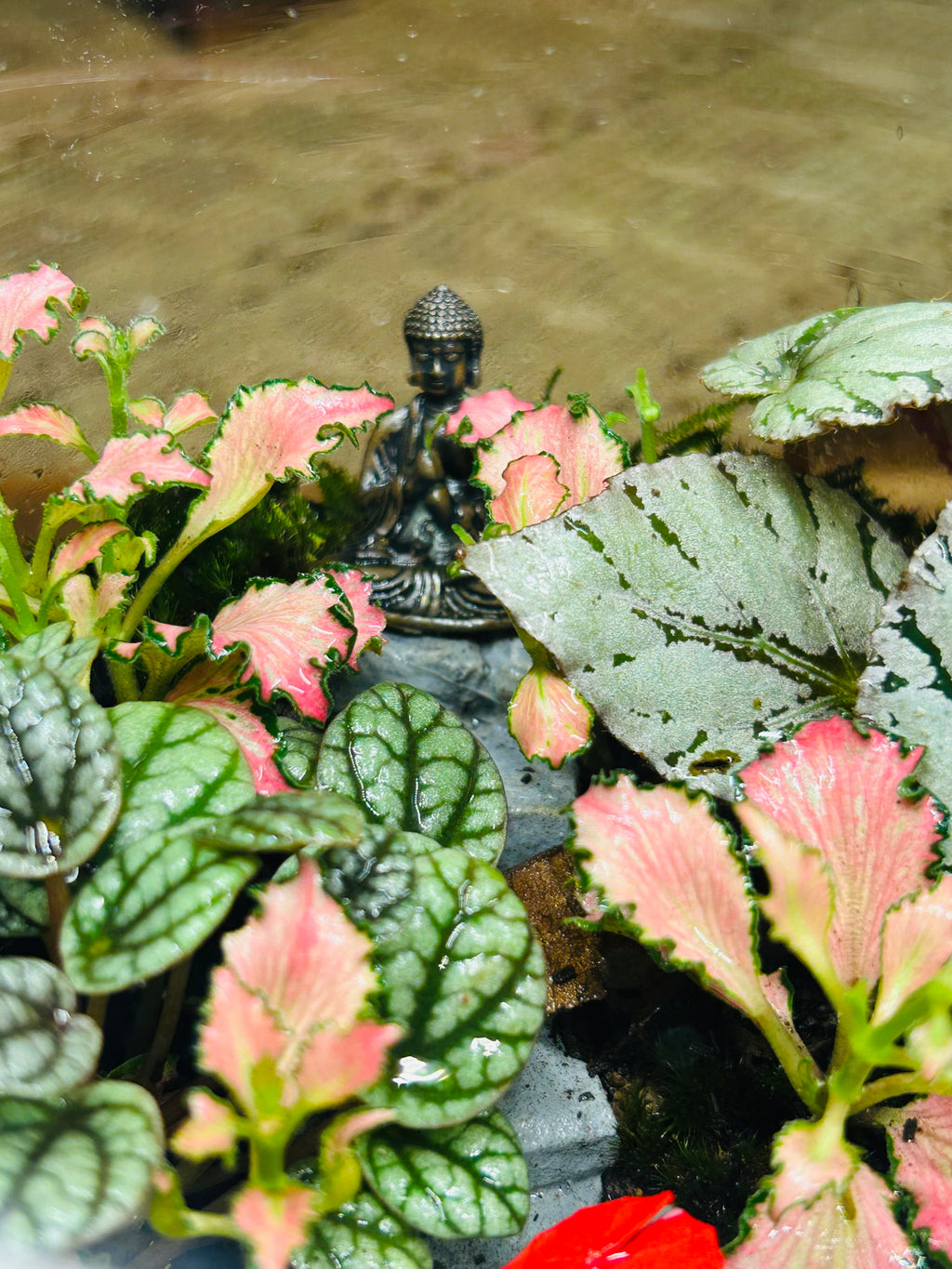 Lady in Red & Buddha Glow in the Dark Terrarium