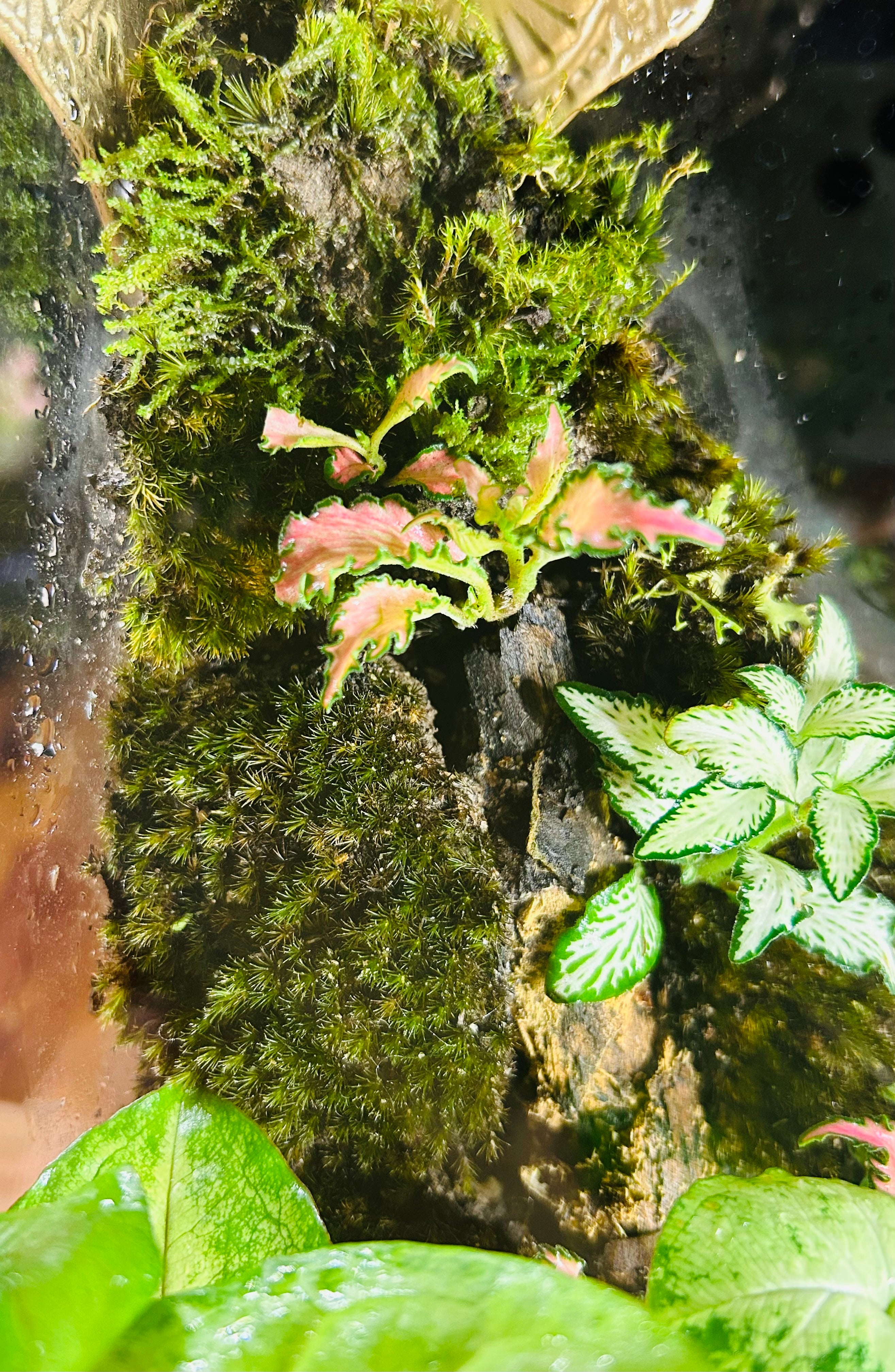 Whispers of the Hill/Turkish Lantern Terrarium