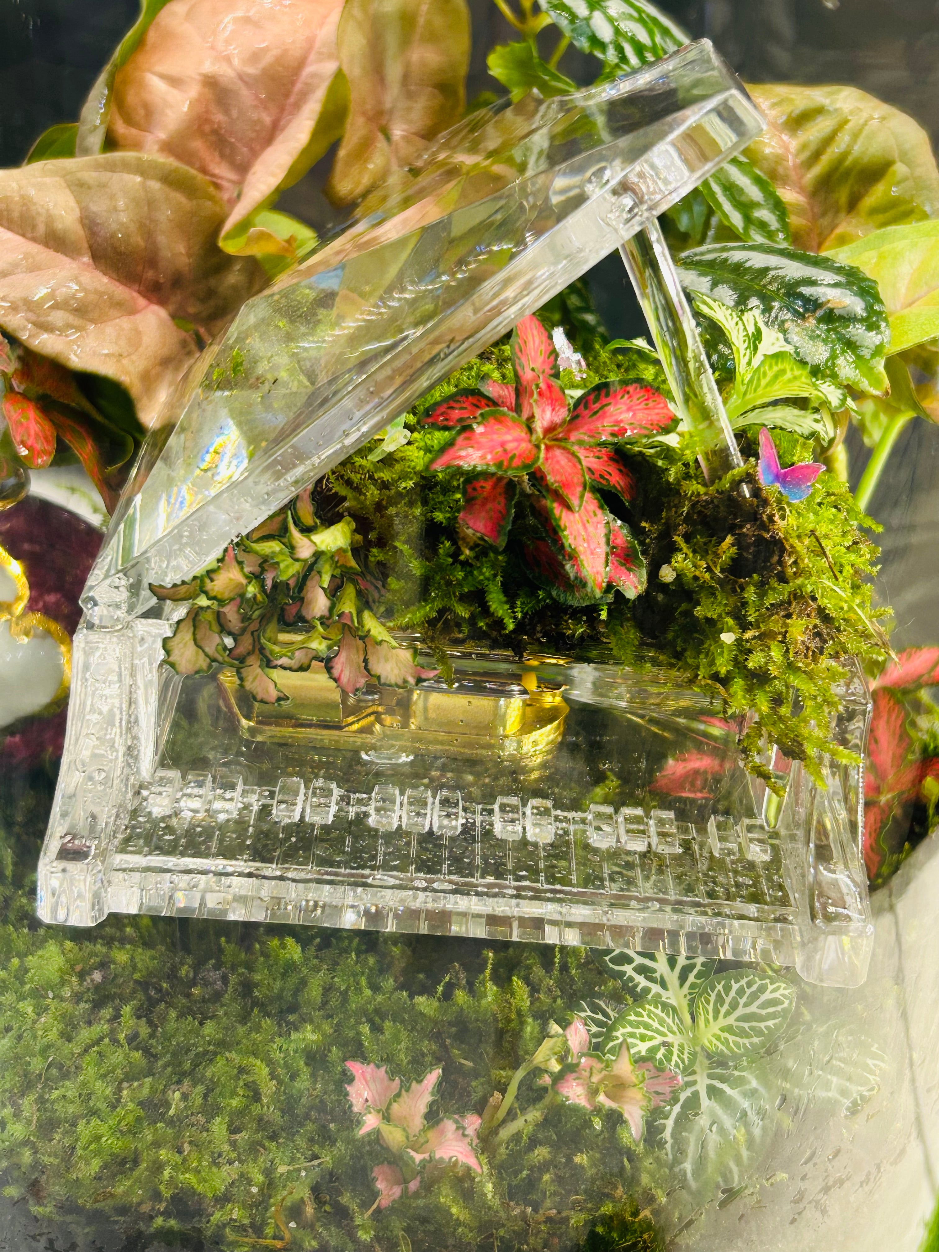 Melody of Time Terrarium