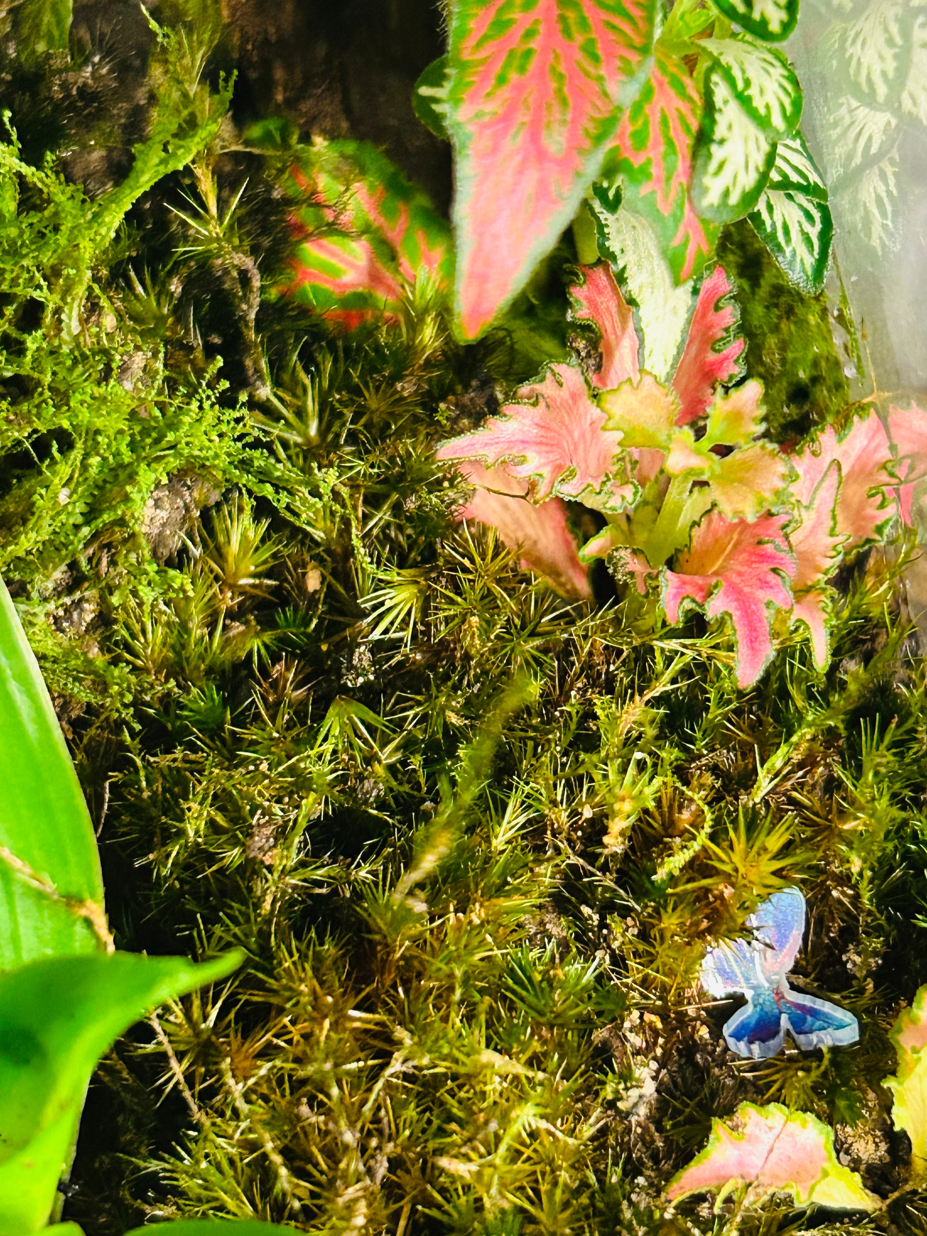 Crystal Pyramid Terrarium – Handmade Moss Garden Gift Sydney Unique Decor