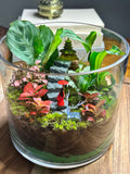 The Hidden Temple Journey – Lady in Red Terrarium