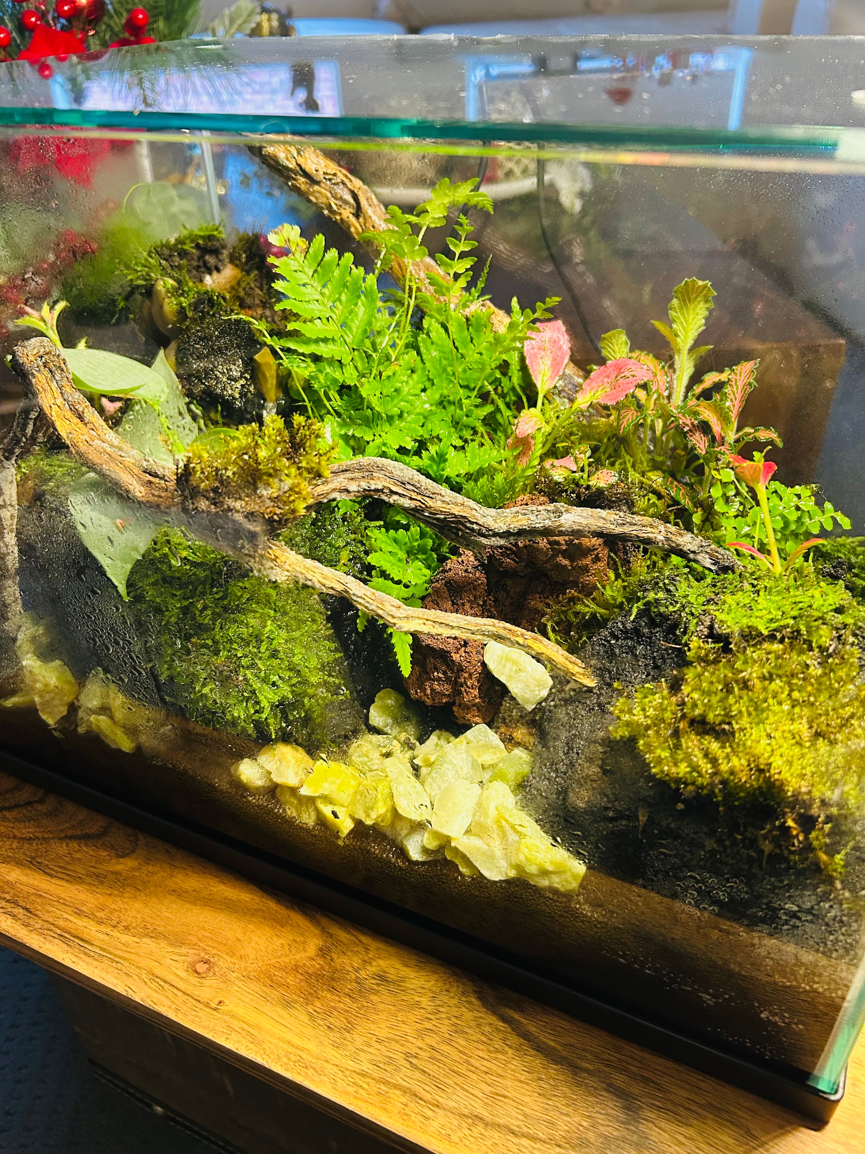 Handmade Waterfall Forest Terrarium with Live Moss, Ferns & Natural Driftwood | Unique Indoor Miniature Landscape