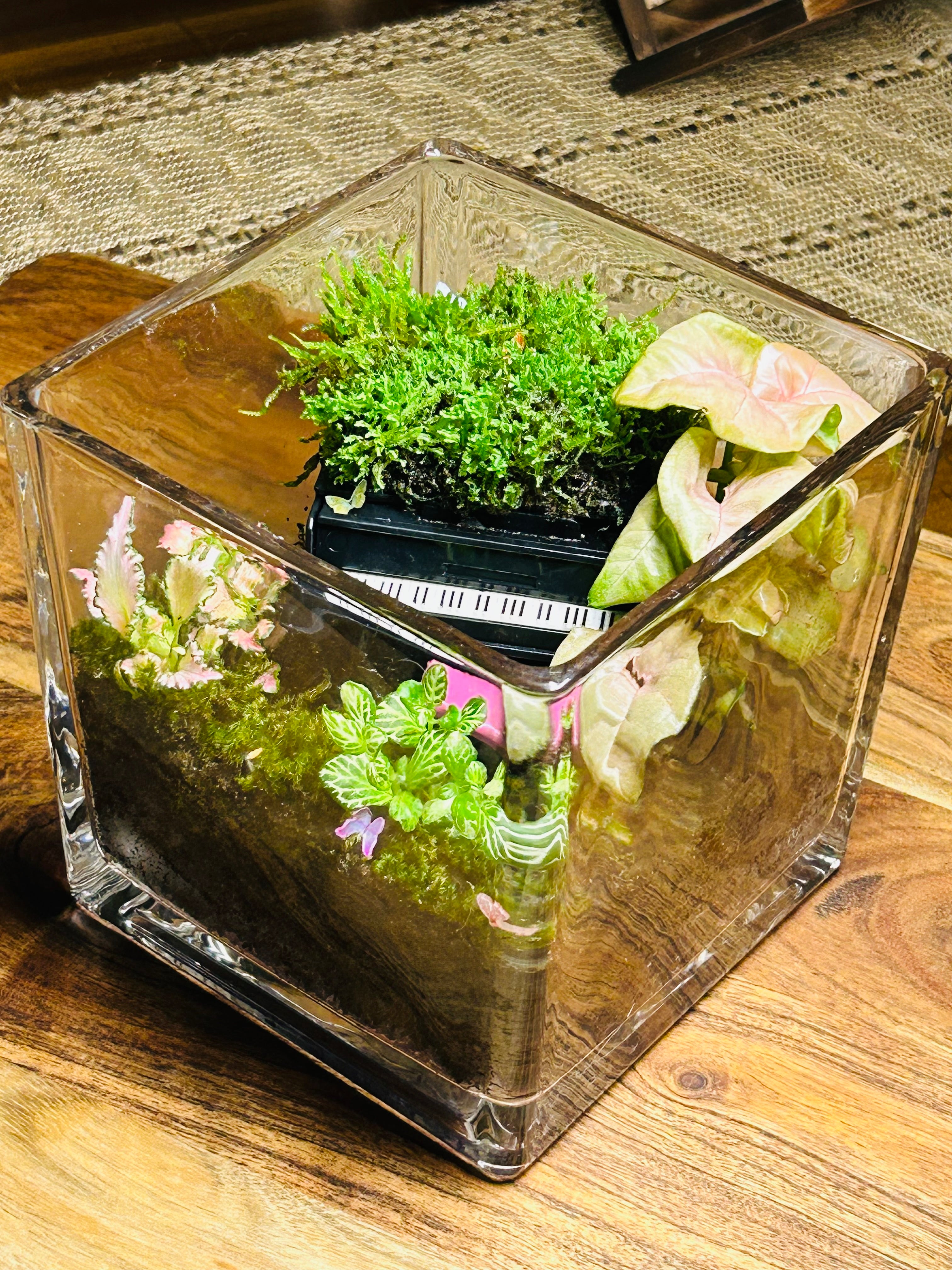 Black Piano Terrarium