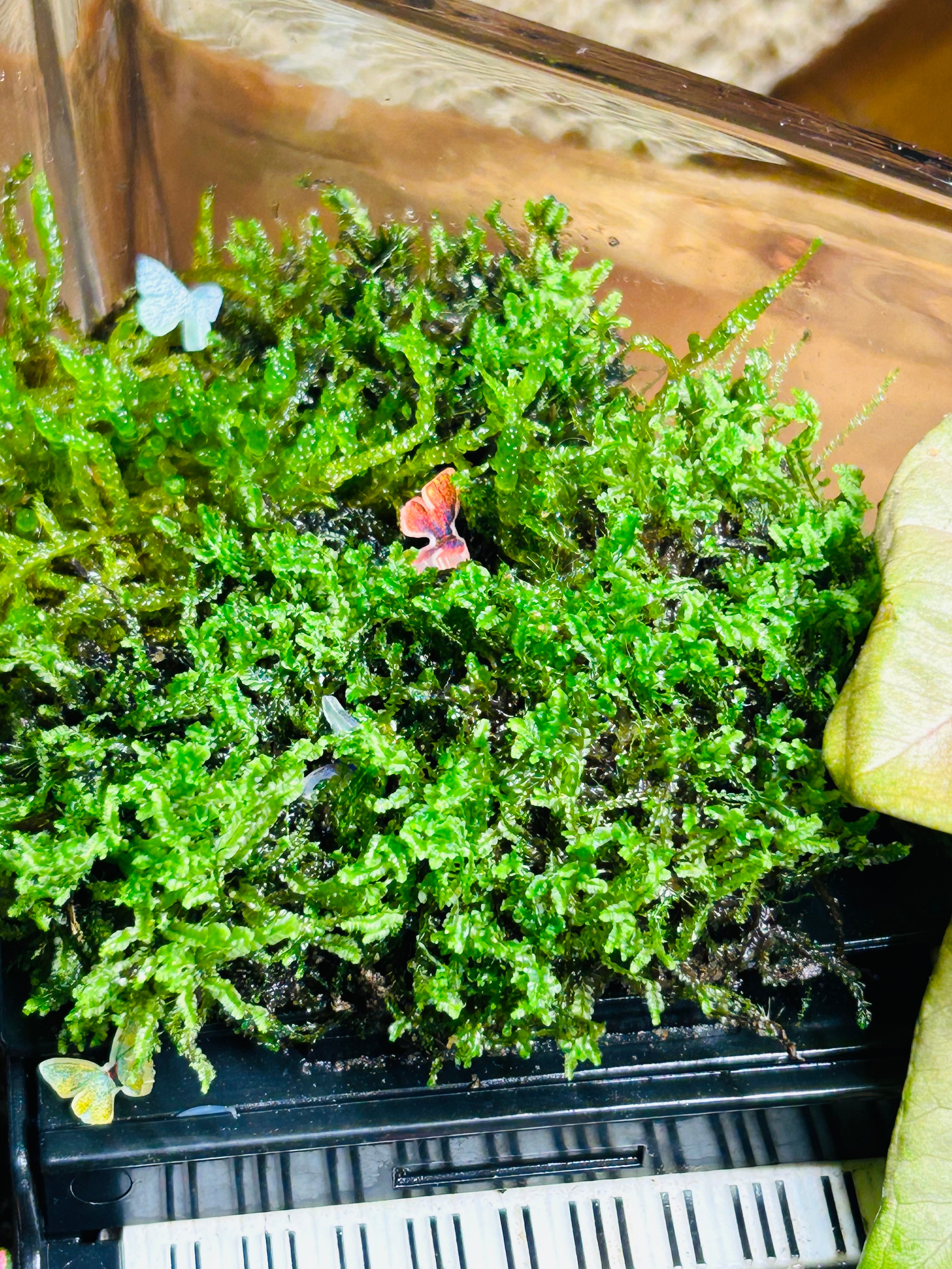 Black Piano Terrarium