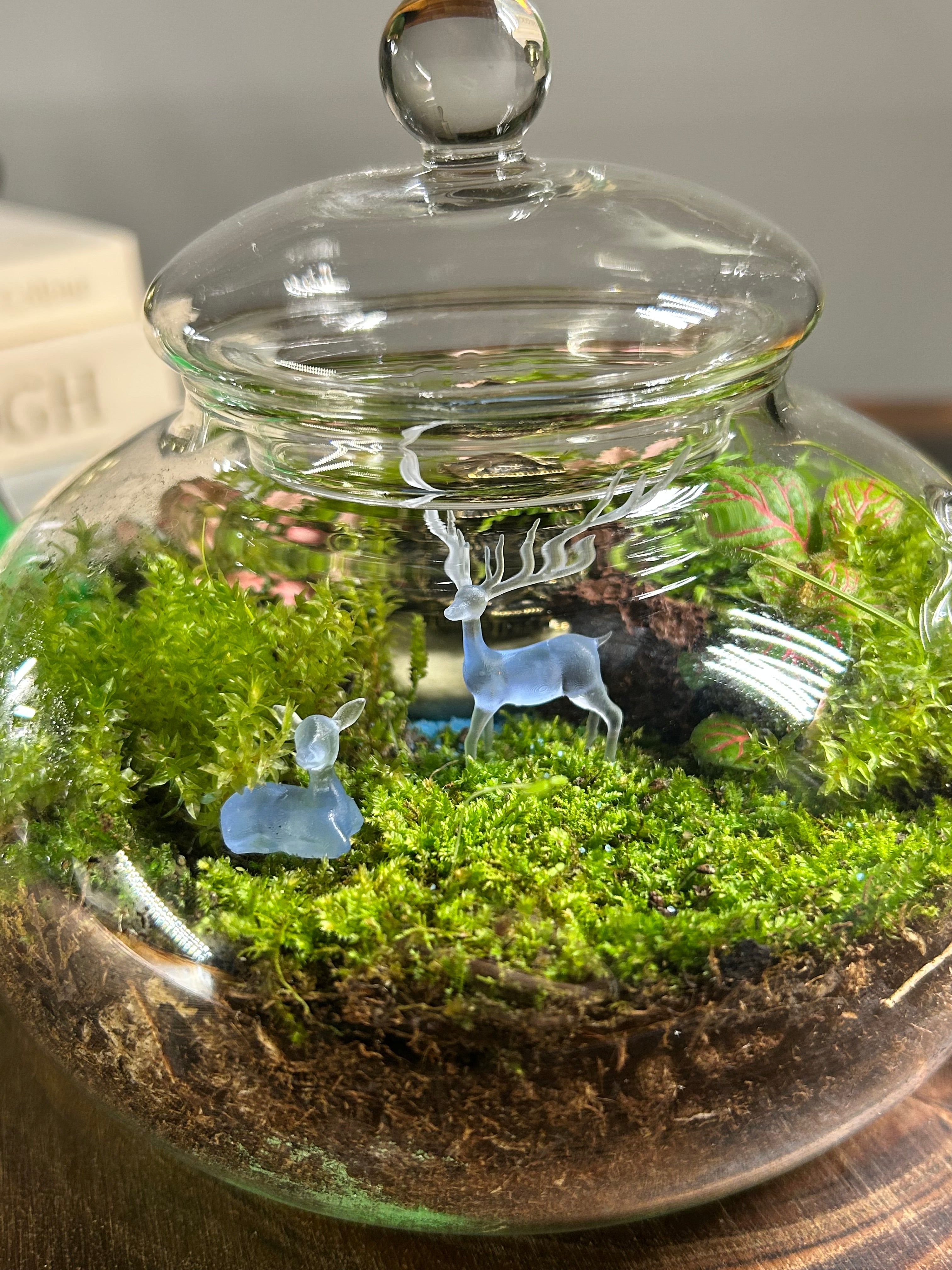 Whispers of Serenity: A Living Miniature World in a Glass Teapot