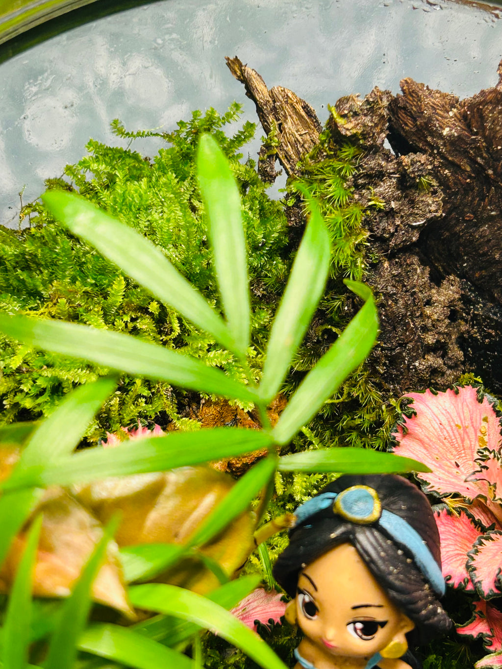 Jasmine & Aladdin Lamp Terrarium