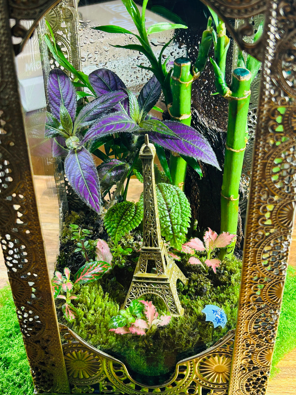 Paris in Bloom/Turkish  Lantern Open Terrarium