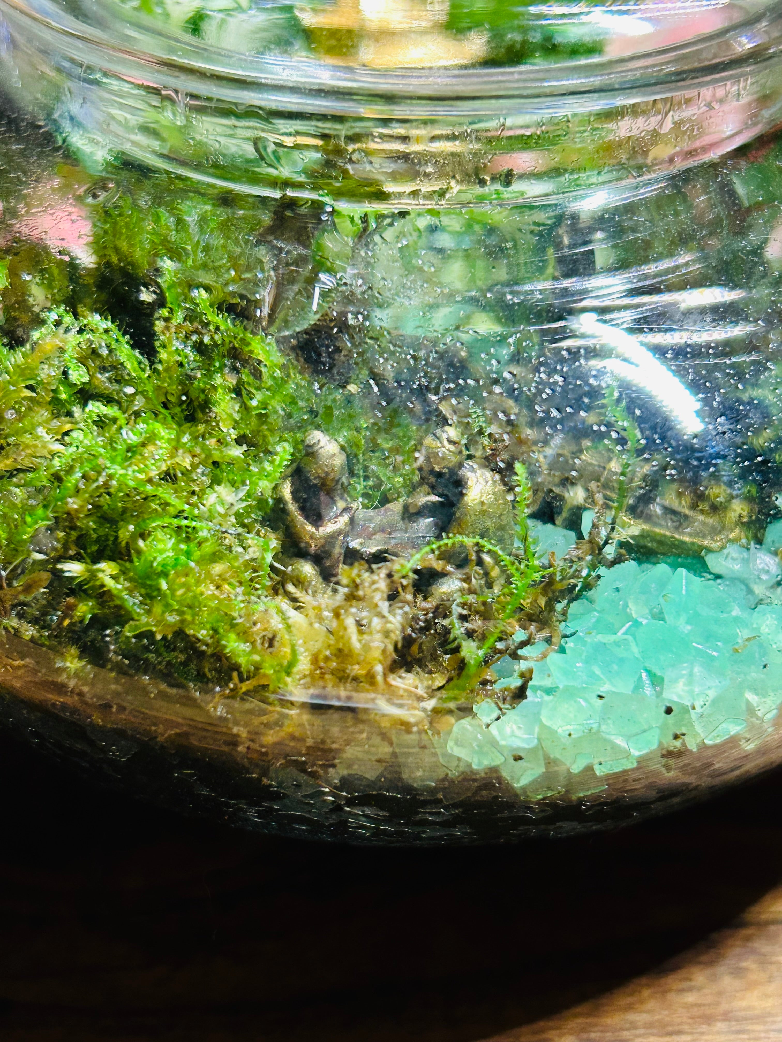 Glow in the Dark Butterfly Teapot with Temple & Boat Terrarium