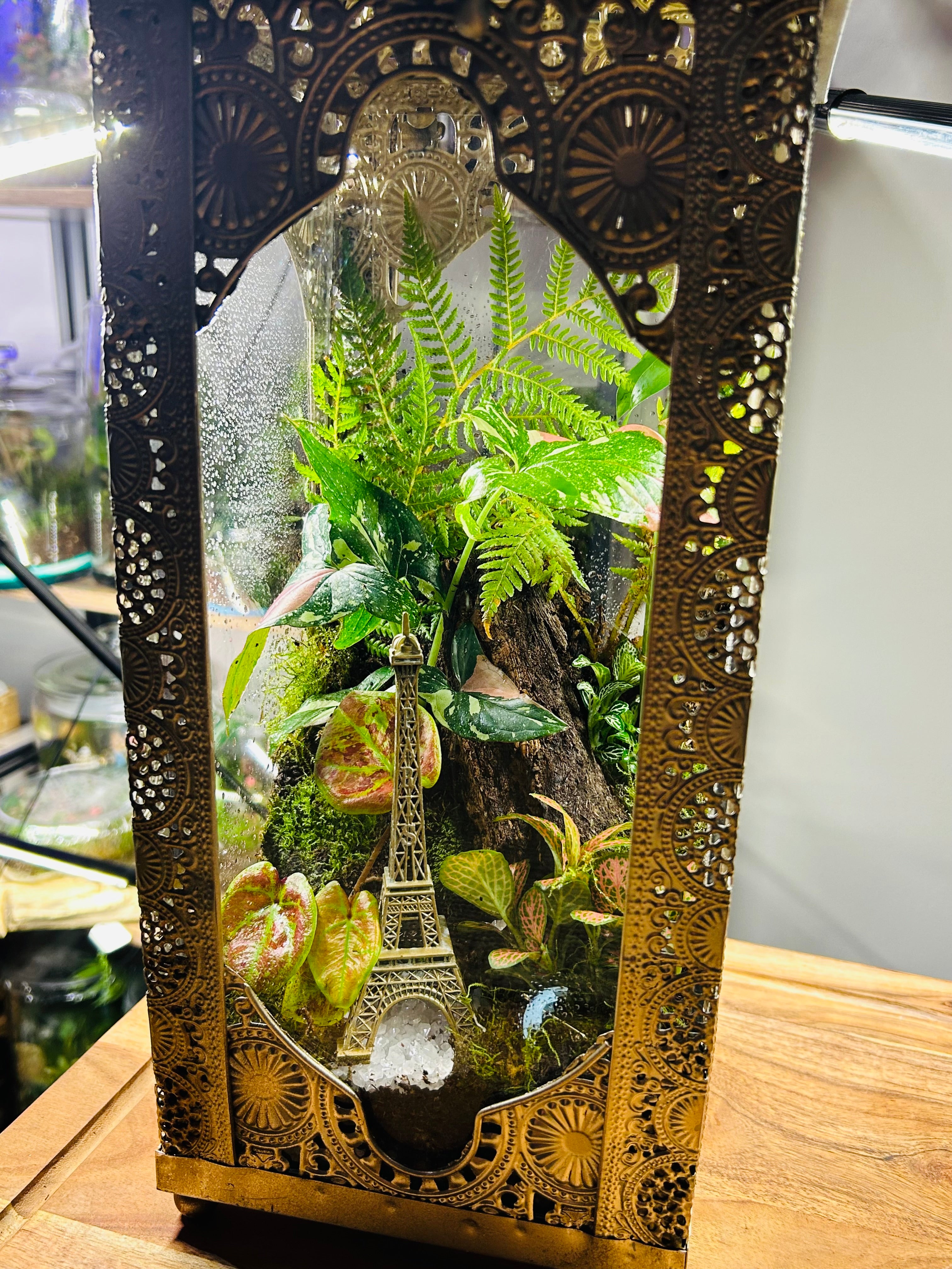 Paris in Bloom/Turkish  Lantern Open Terrarium