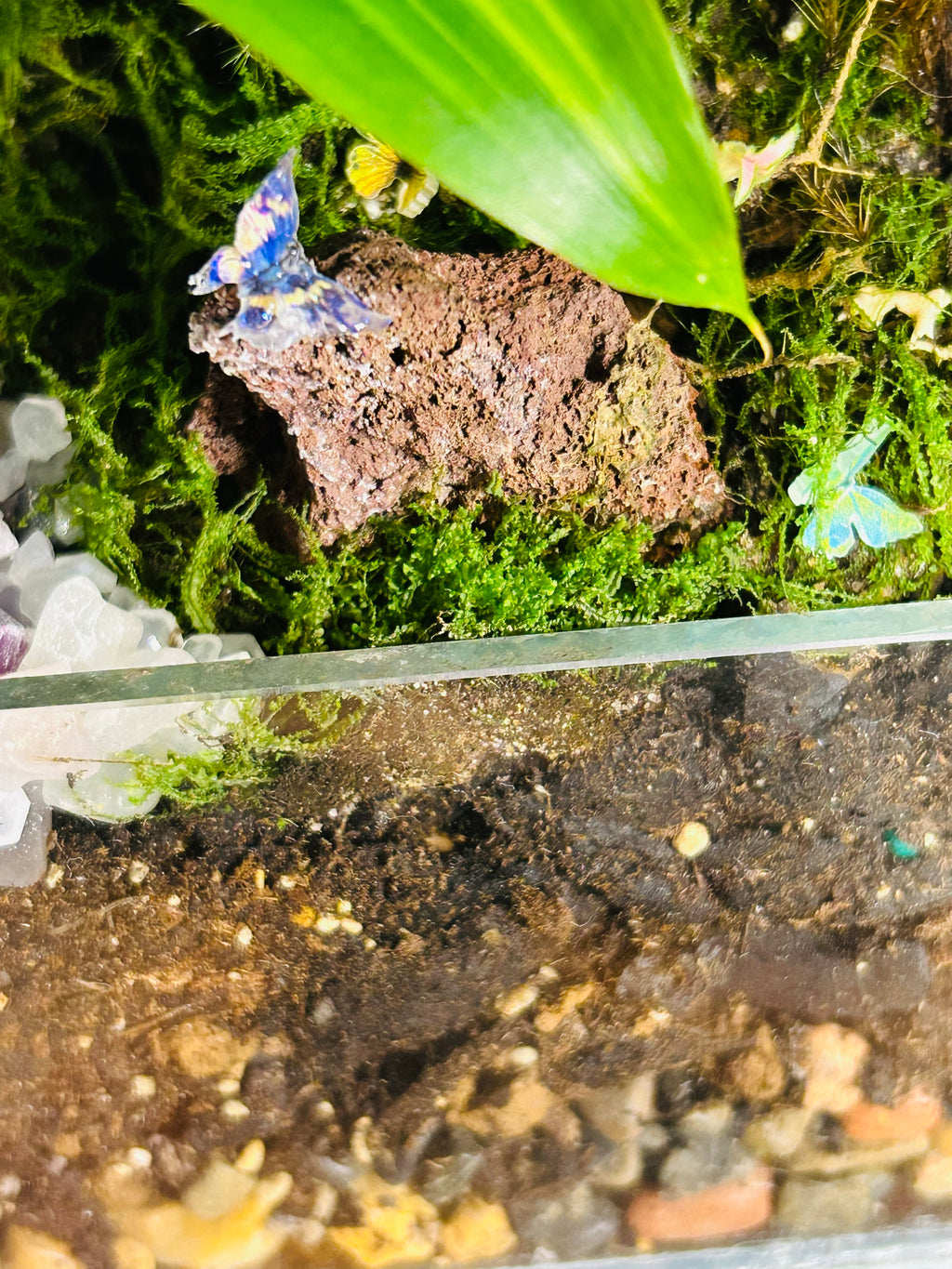 Crystal Pyramid Terrarium – Handmade Moss Garden Gift Sydney Unique Decor