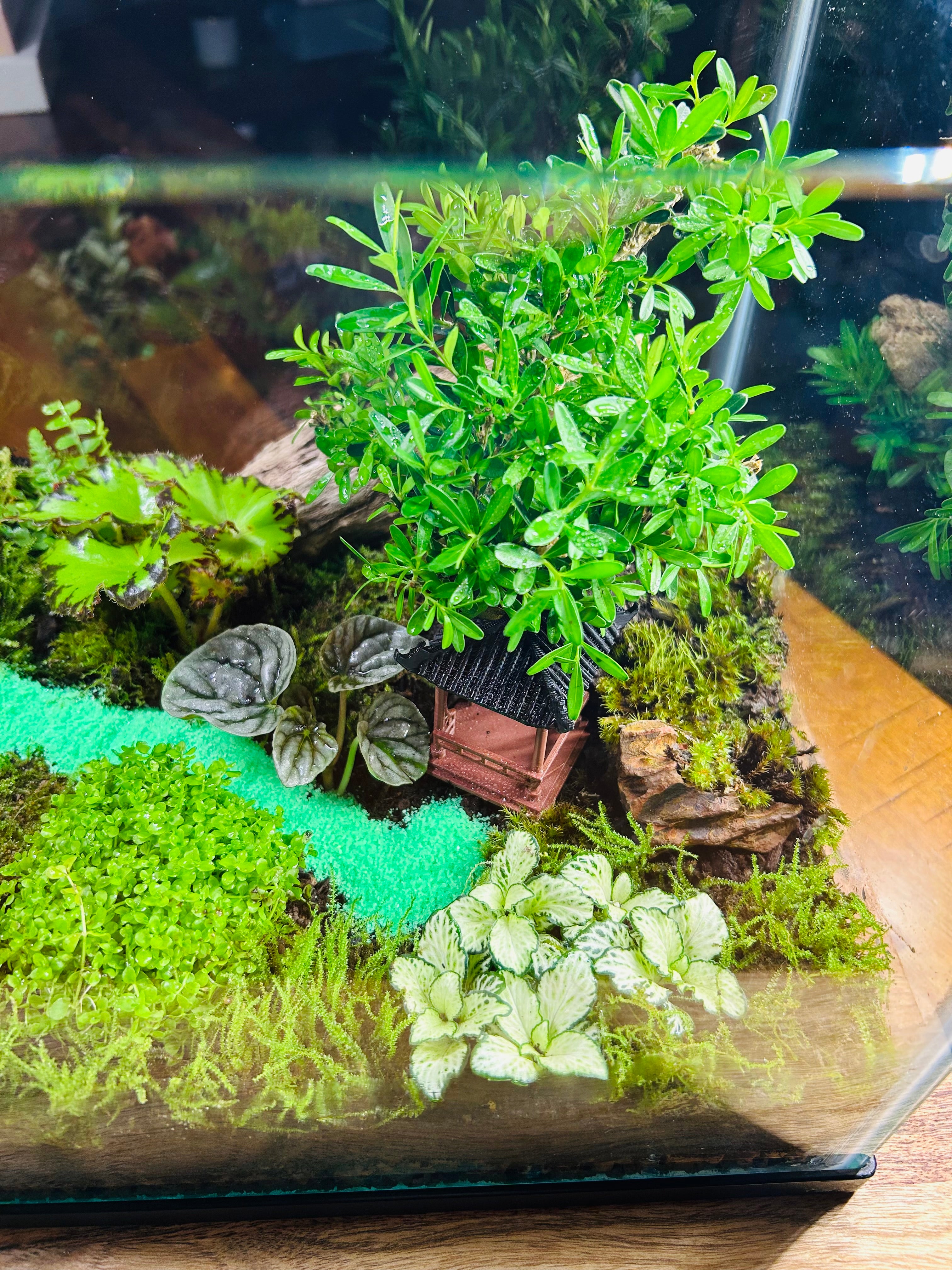 Zen Garden Bonsai/ Monte Carlo Fish Tank Terrarium