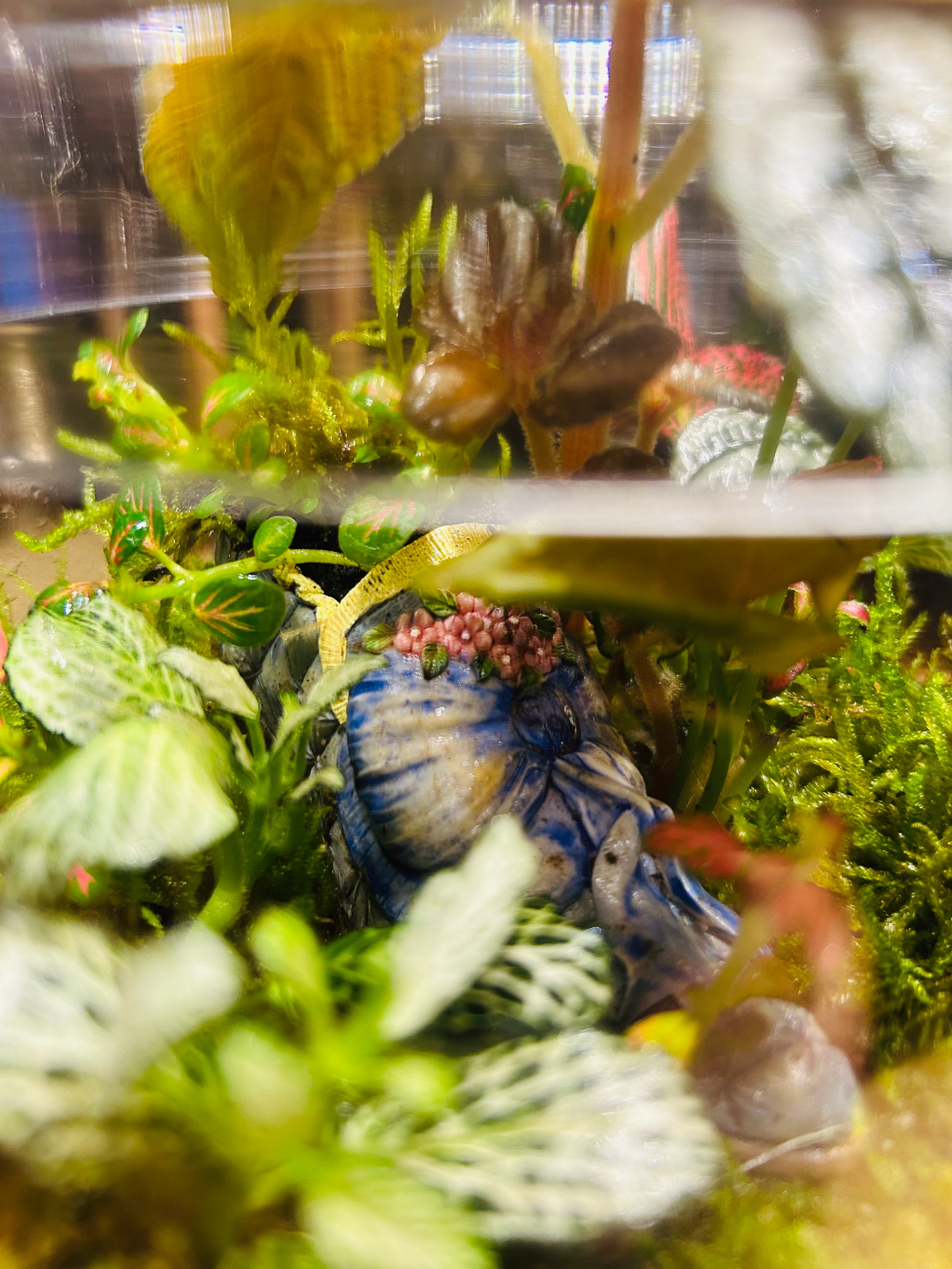 Vintage Shoe Terrarium