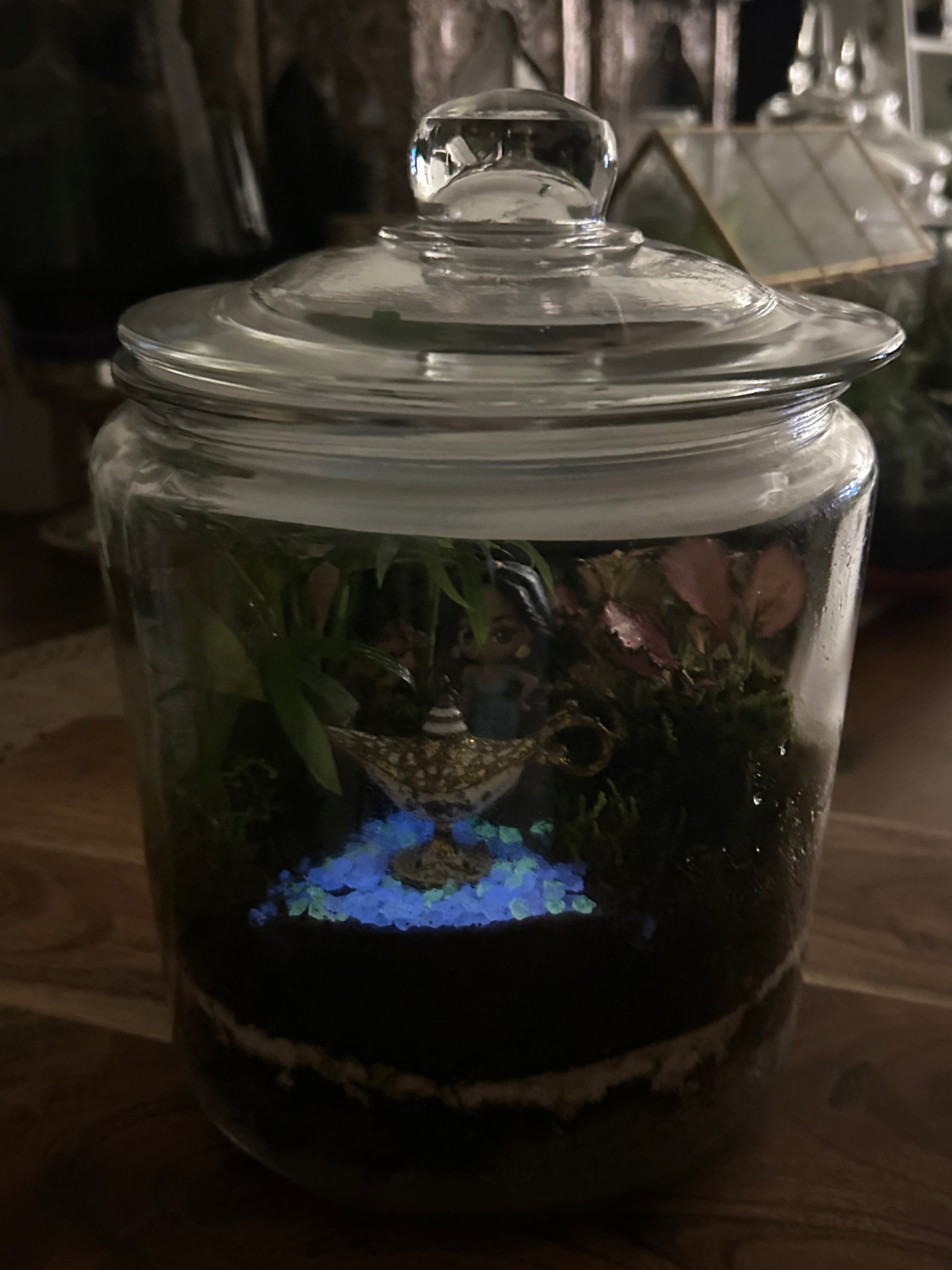 Jasmine & Aladdin Lamp Terrarium