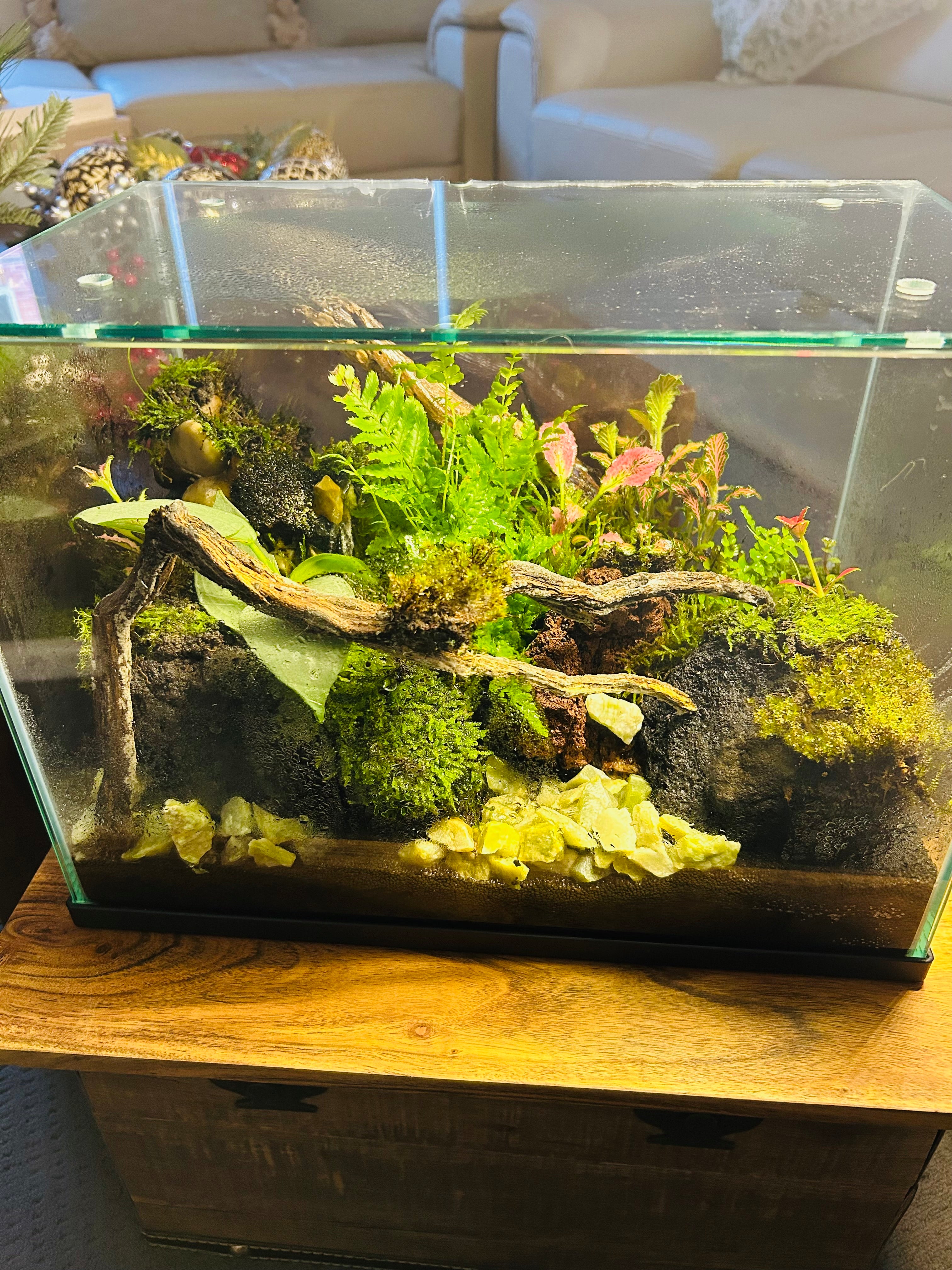 Handmade Waterfall Forest Terrarium with Live Moss, Ferns & Natural Driftwood | Unique Indoor Miniature Landscape