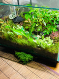 Zen Garden Bonsai Terrarium | Handmade in Sydney