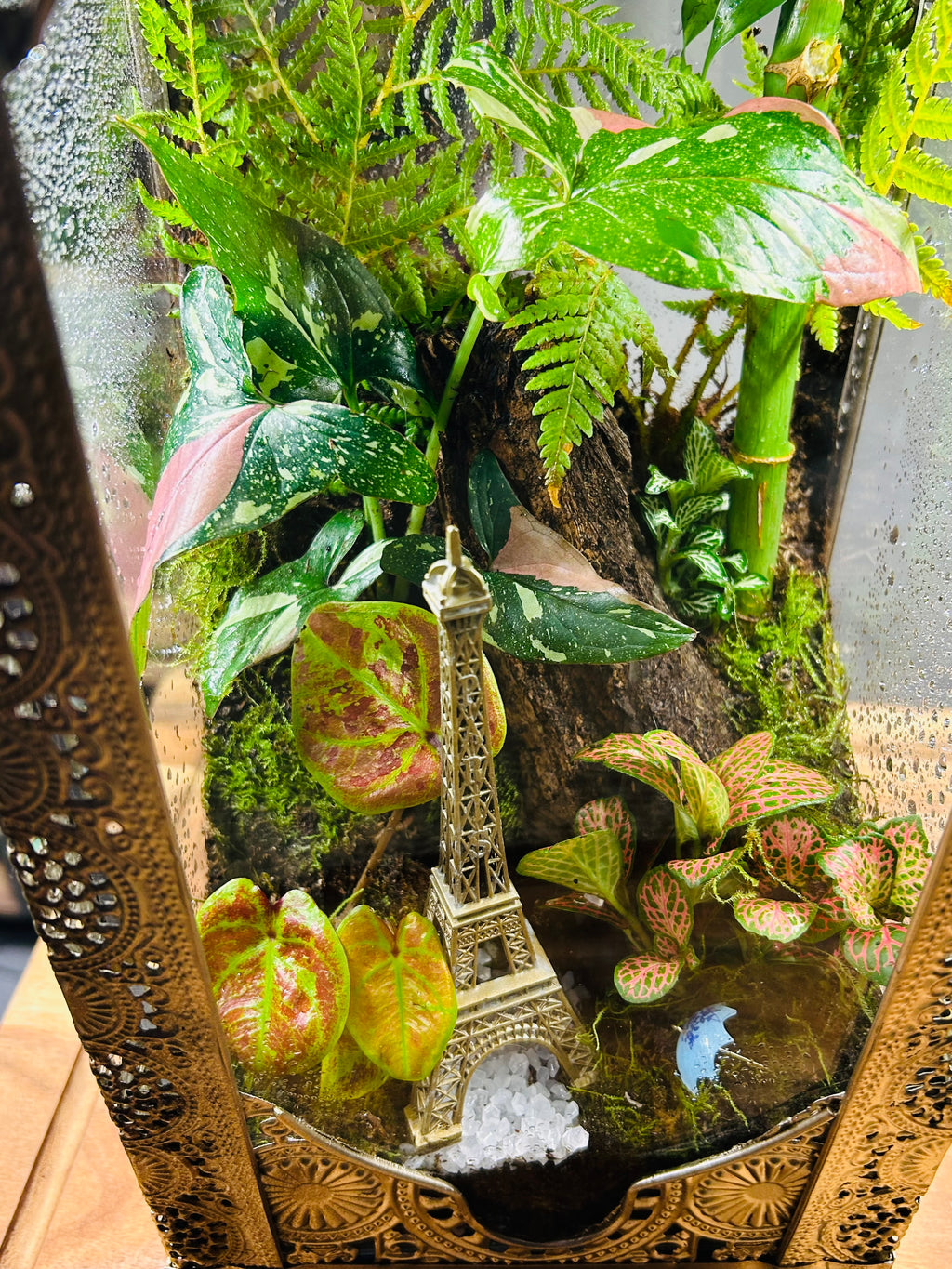 Paris in Bloom/Turkish  Lantern Open Terrarium