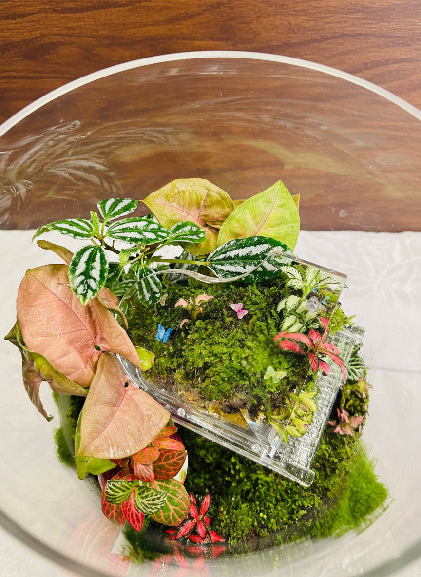 Melody of Time Terrarium