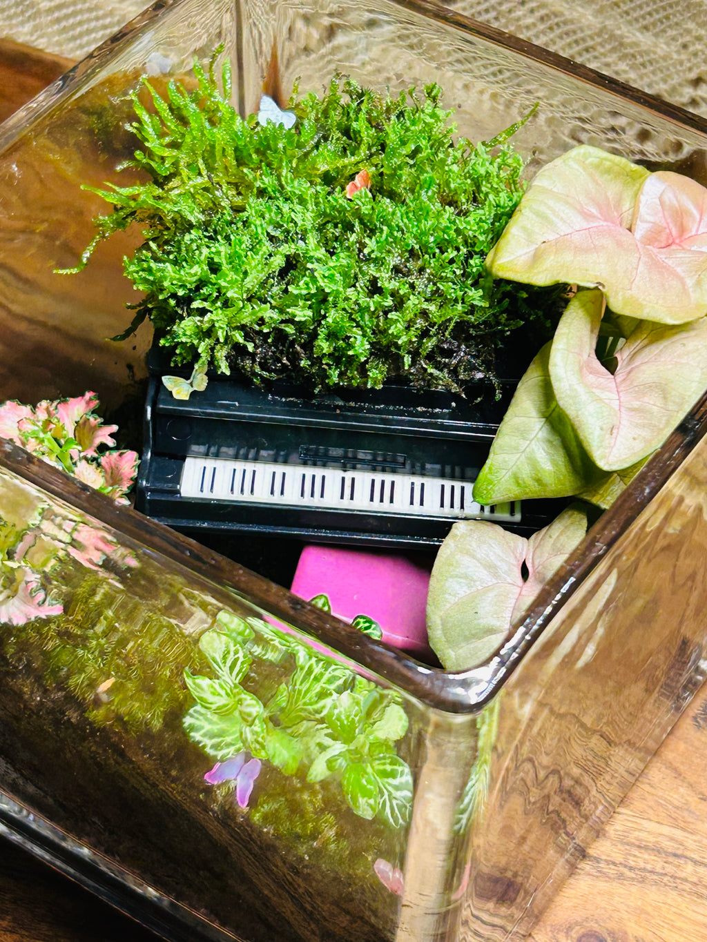 Black Piano Terrarium