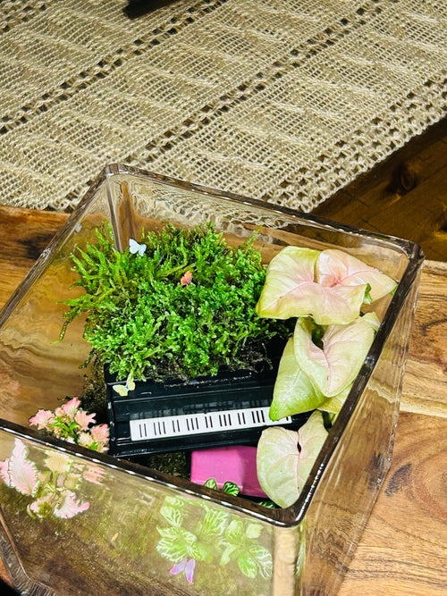 Black Piano Terrarium