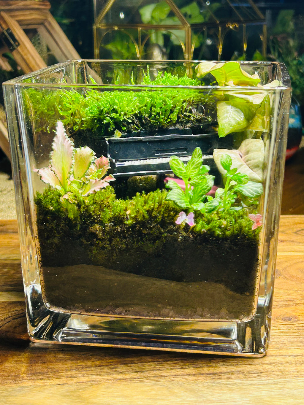 Black Piano Terrarium