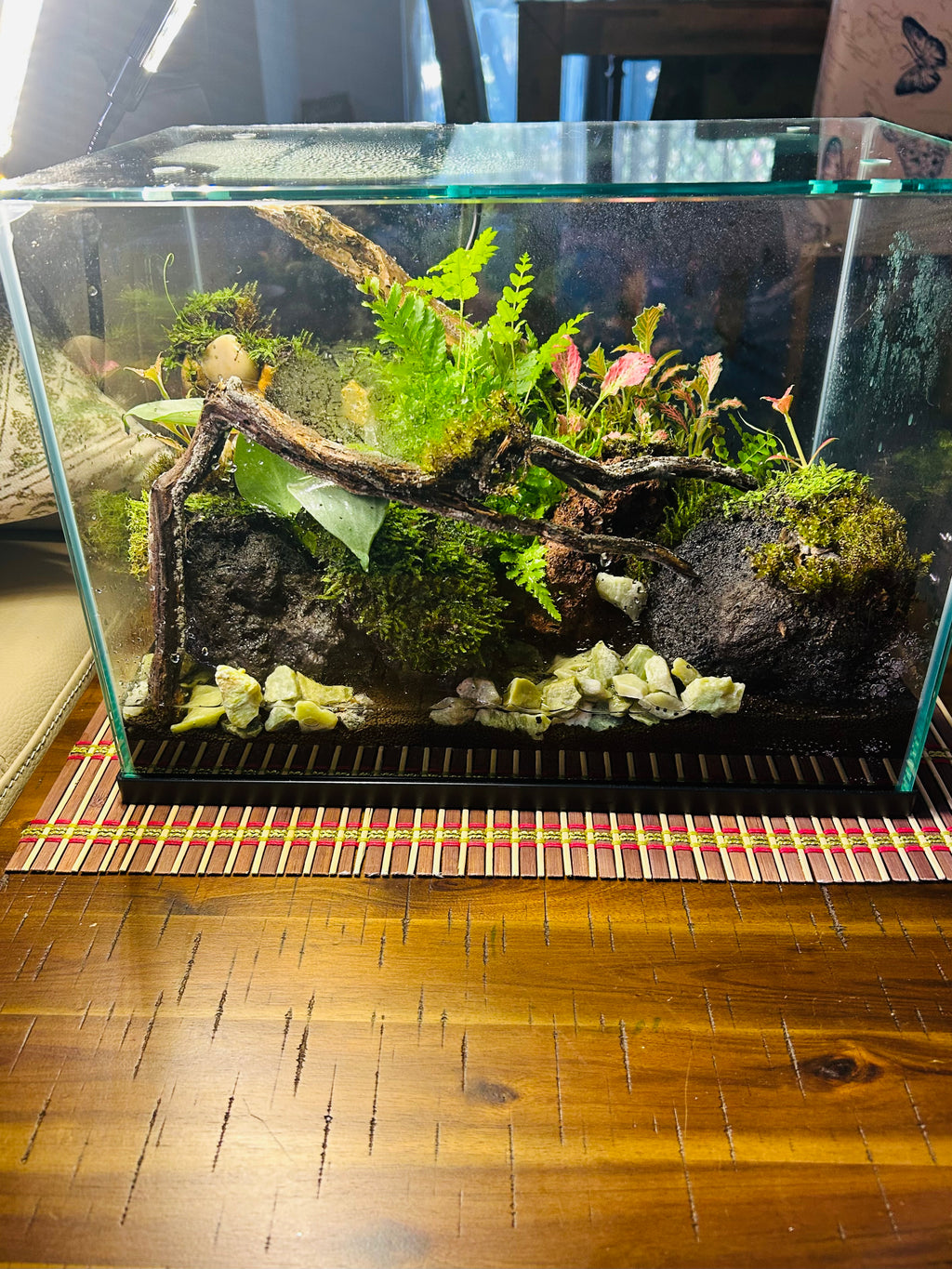 Handmade Waterfall Forest Terrarium with Live Moss, Ferns & Natural Driftwood | Unique Indoor Miniature Landscape