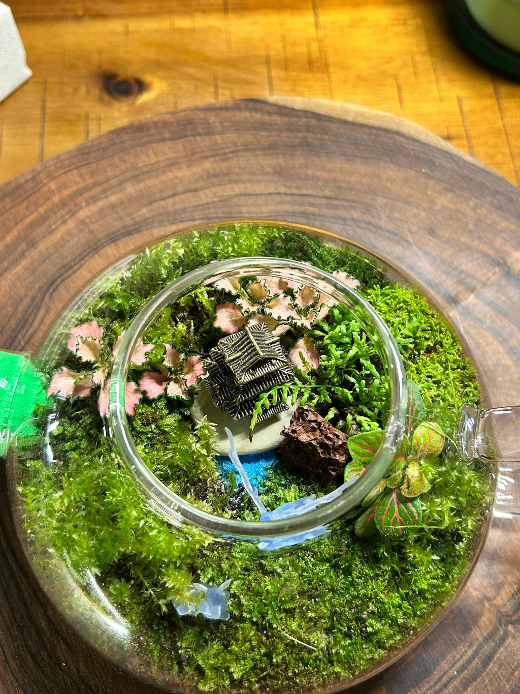 Whispers of Serenity: A Living Miniature World in a Glass Teapot