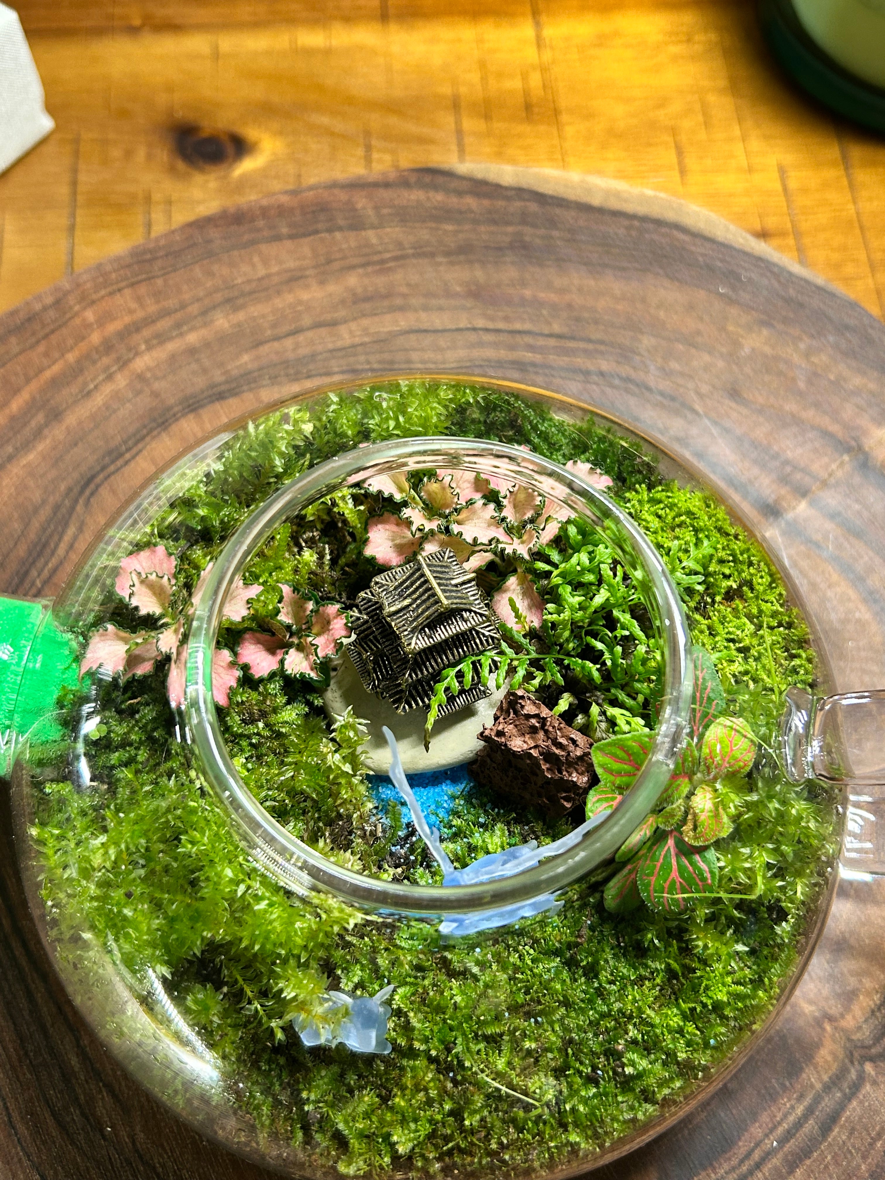 Whispers of Serenity: A Living Miniature World in a Glass Teapot