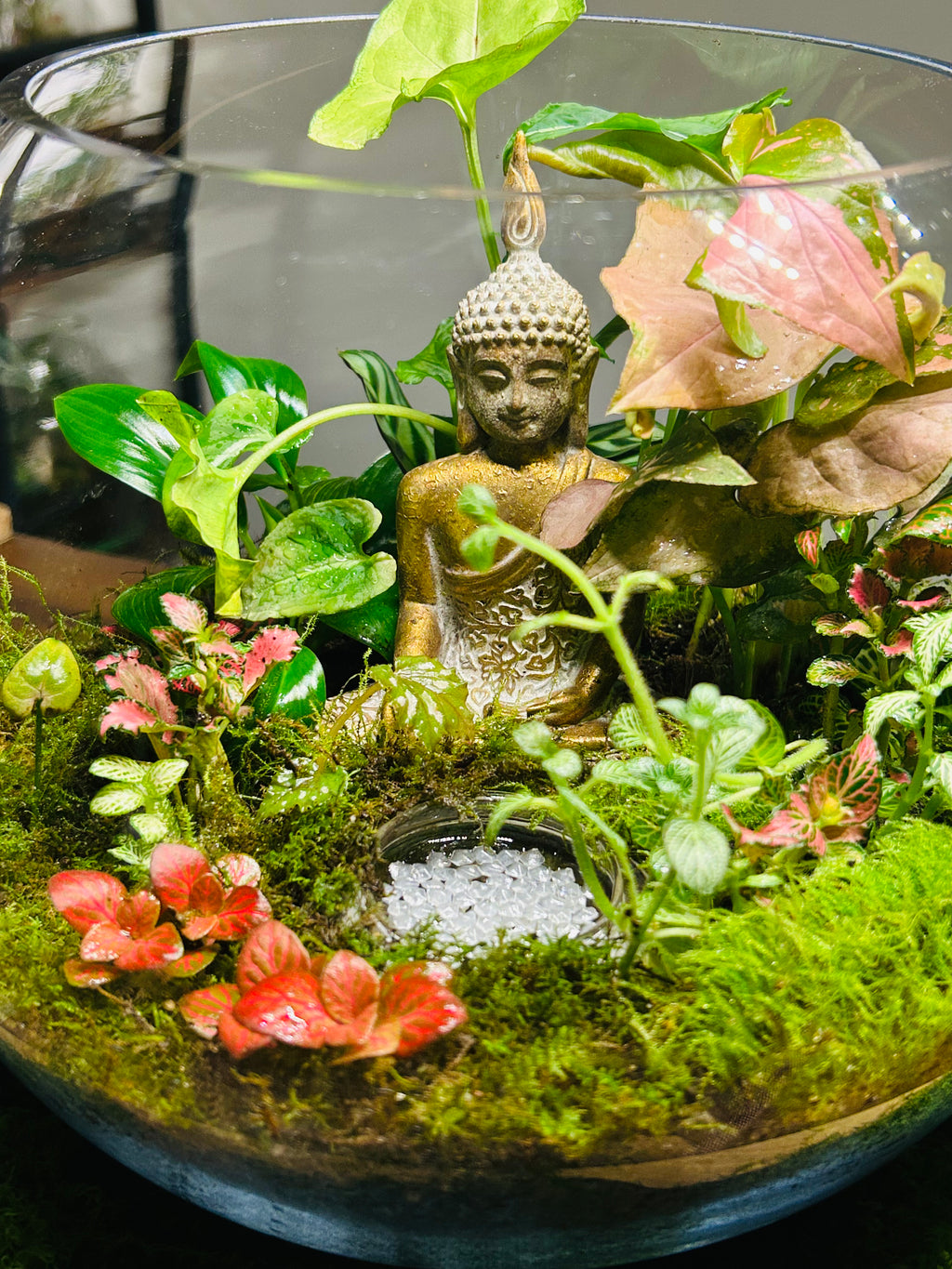 Buddha Terrarium -Zen Indoor Plan with Glowing Pond | Handmade Sydney