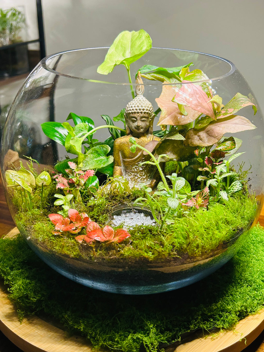 Buddha Terrarium -Zen Indoor Plan with Glowing Pond | Handmade Sydney