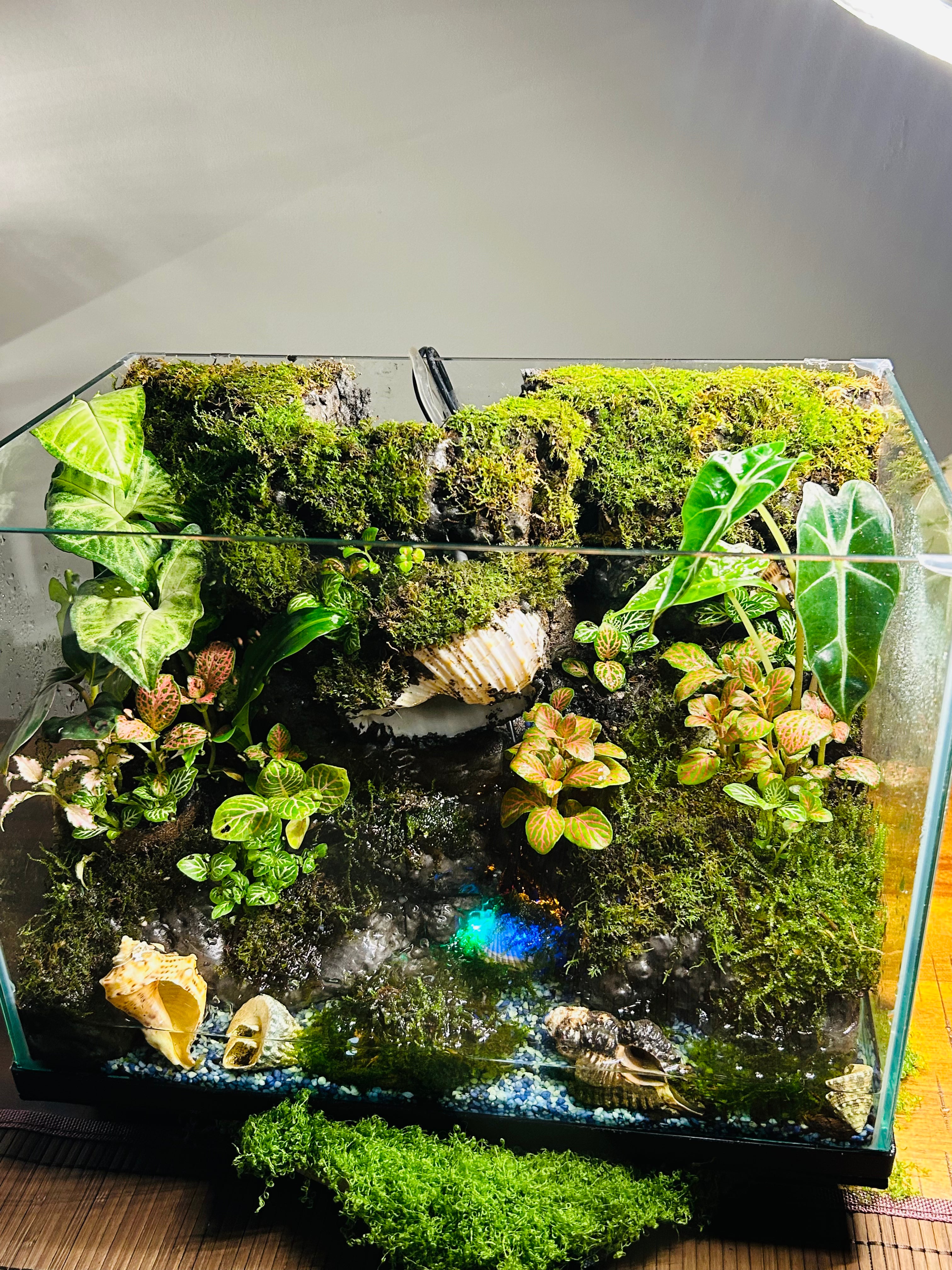 Luxury Paludarium – Sydney Made Living Water & Land Ecosystem | TerraVera