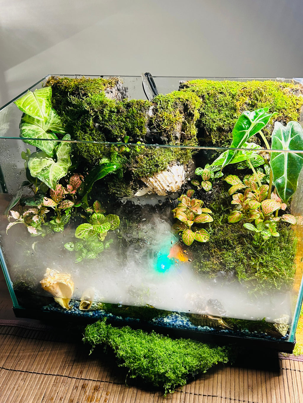 Luxury Paludarium – Sydney Made Living Water & Land Ecosystem | TerraVera