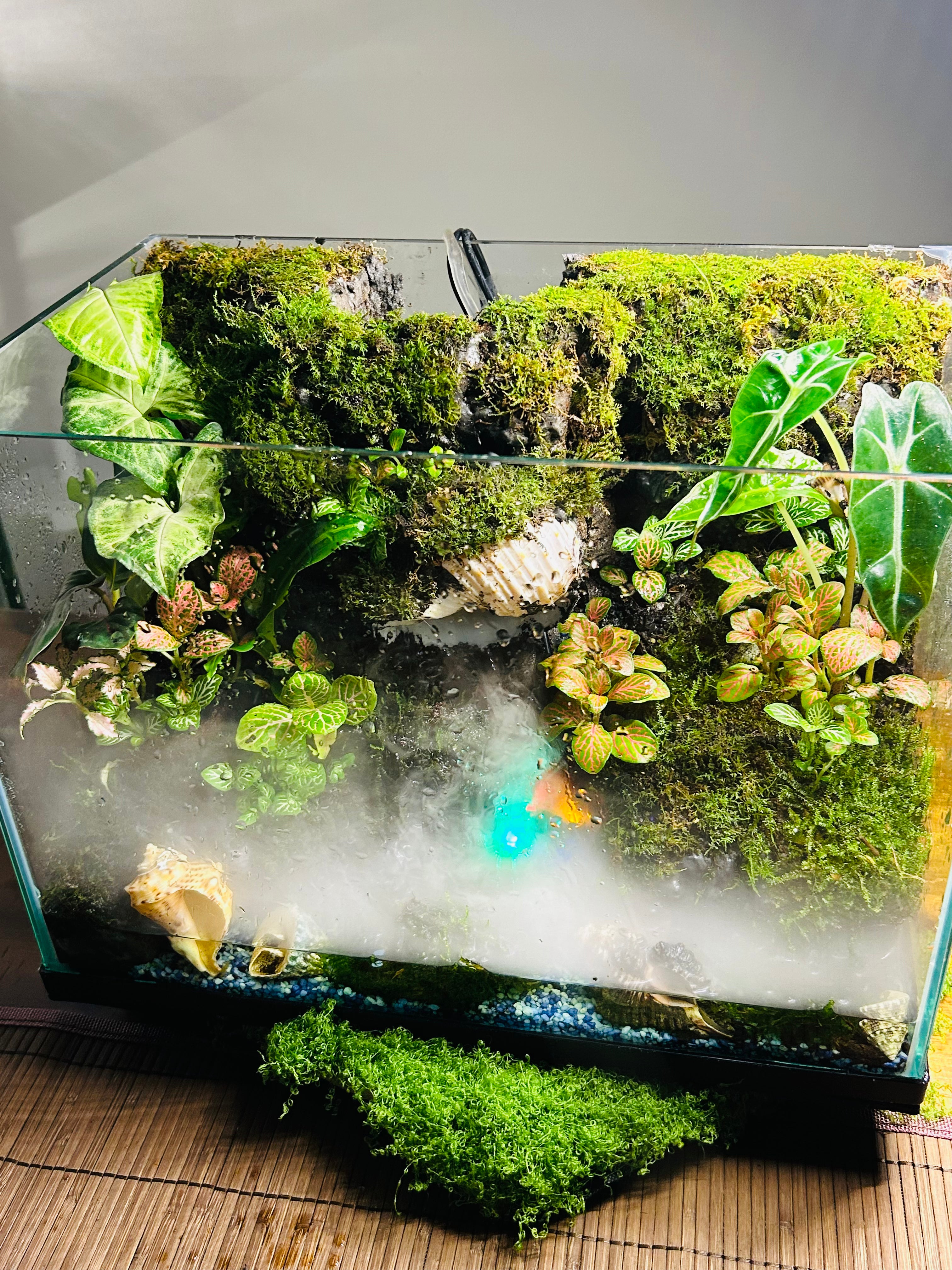 Luxury Paludarium – Sydney Made Living Water & Land Ecosystem | TerraVera