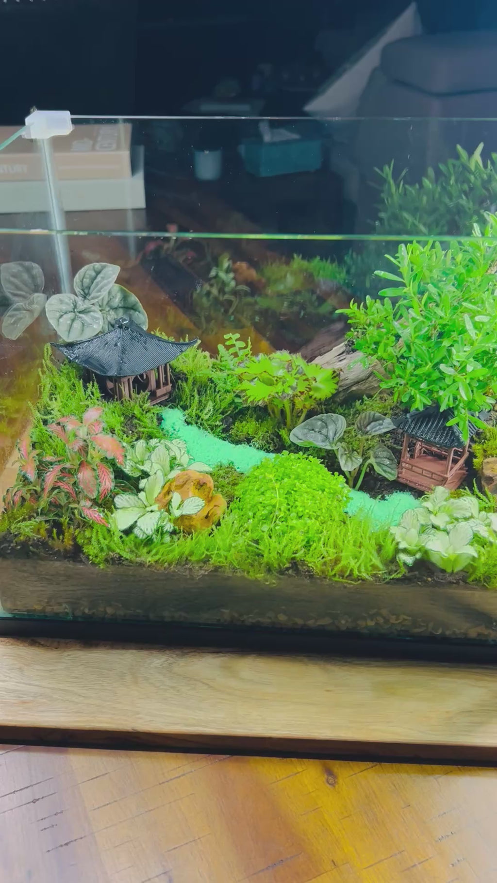 Zen Garden Bonsai/ Monte Carlo Fish Tank Terrarium
